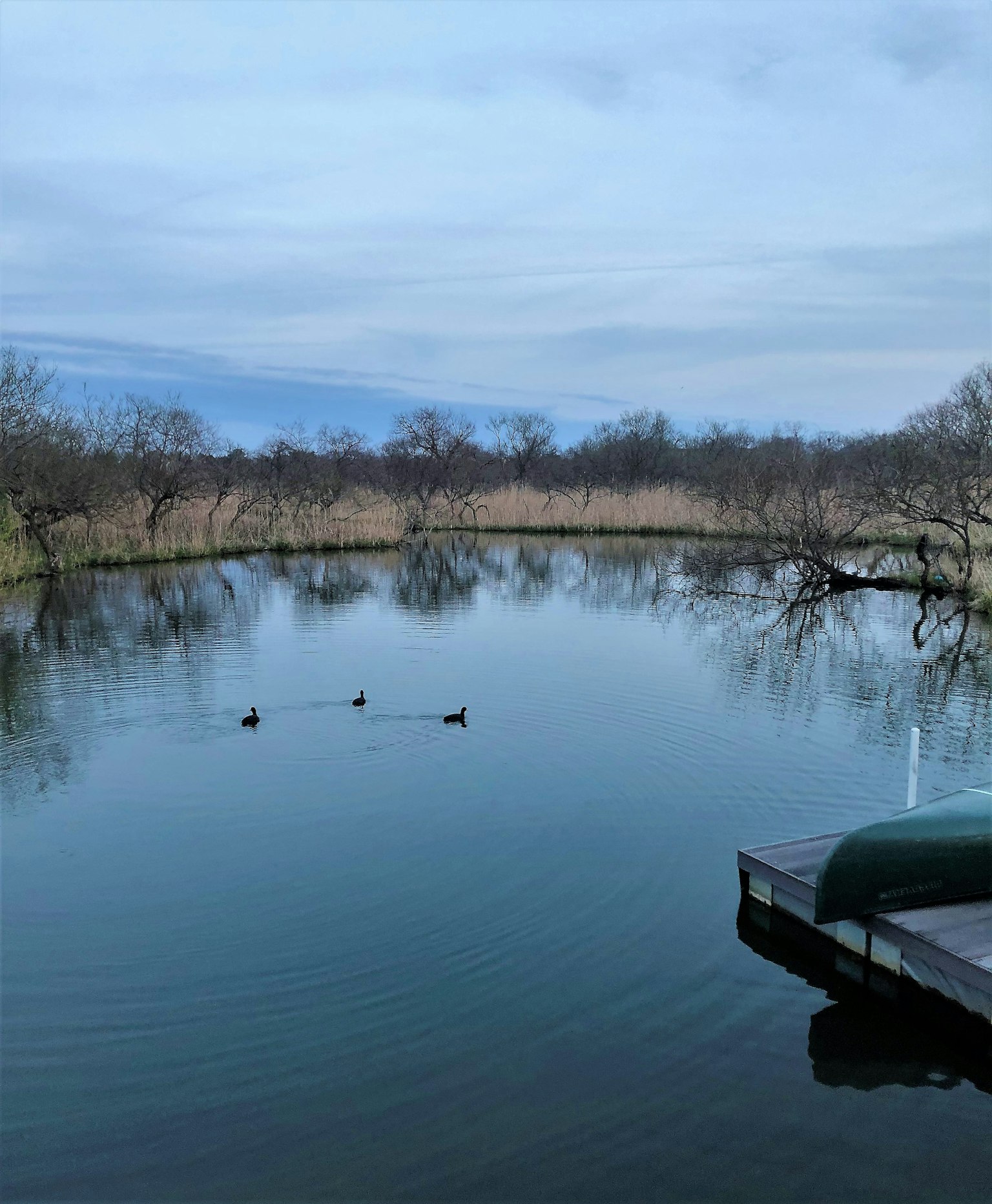 Superficie de agua tranquila con patos y paisaje natural circundante