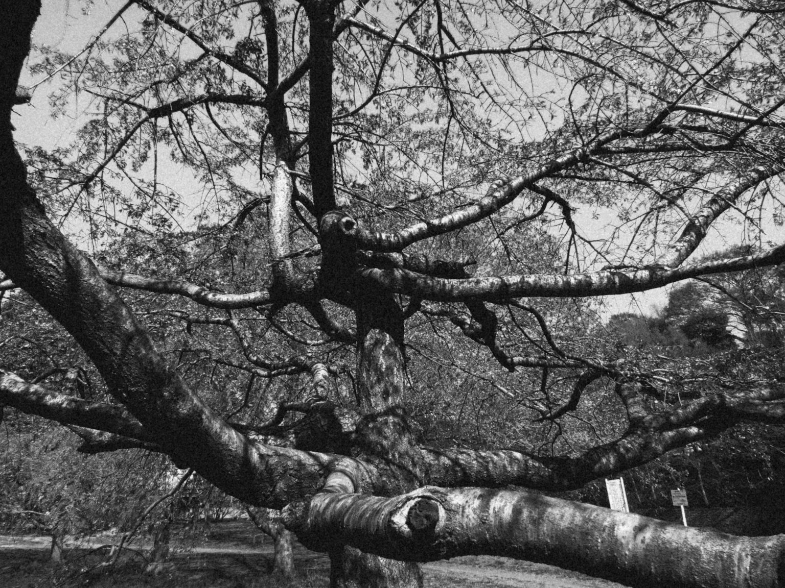 Un búho posado en una rama de árbol en blanco y negro