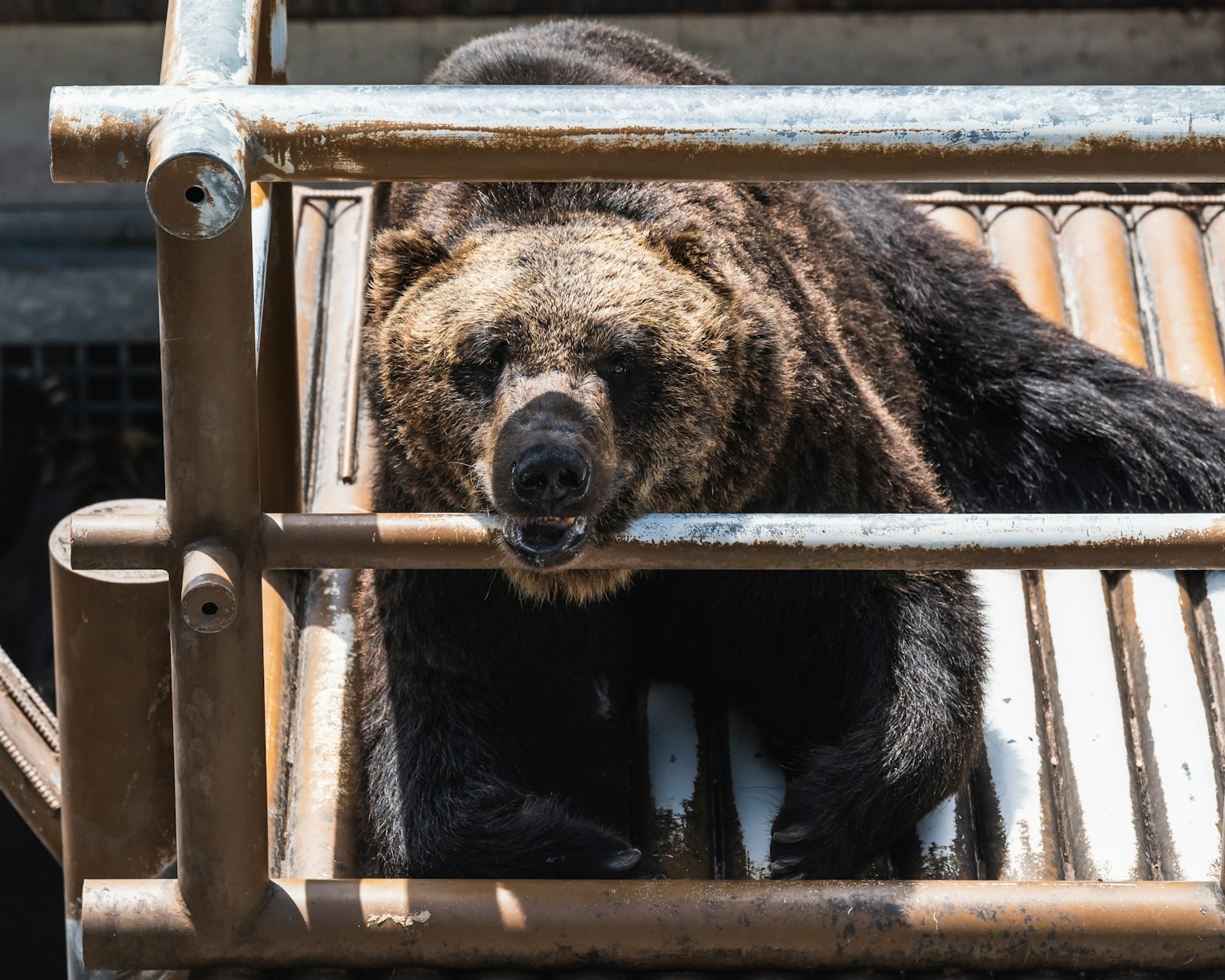 Un oso pardo relajándose en una plataforma de madera
