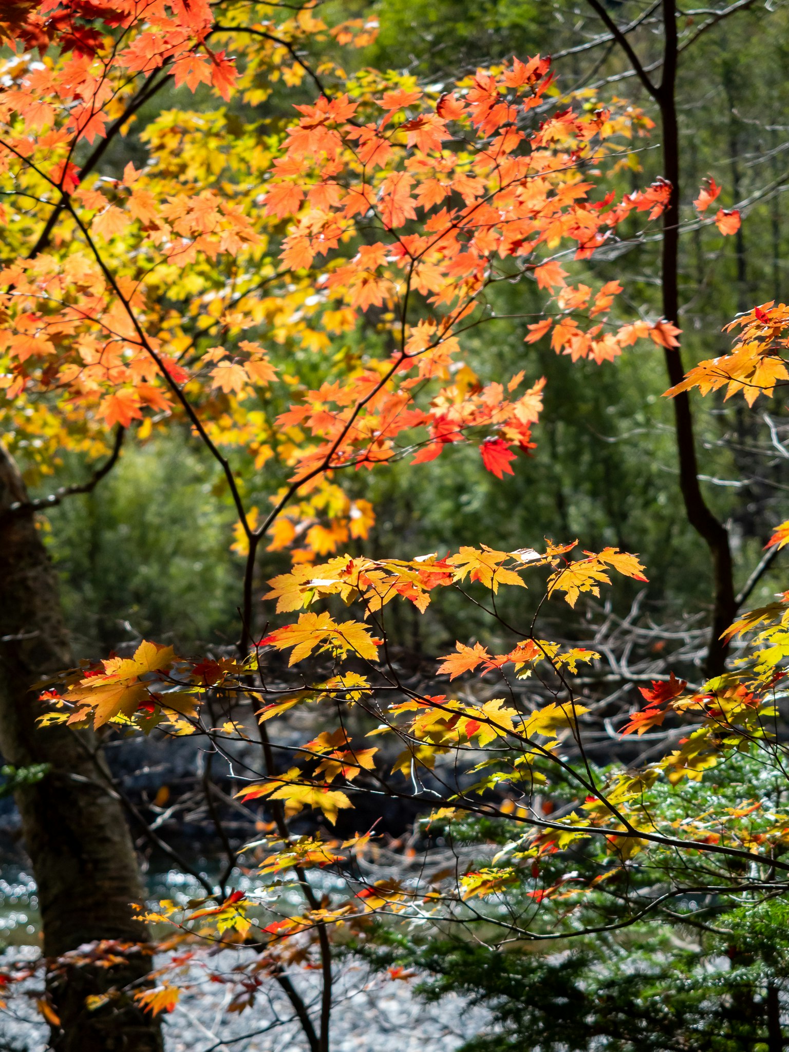 Gros plan sur des feuilles d'automne vibrantes en orange et jaune