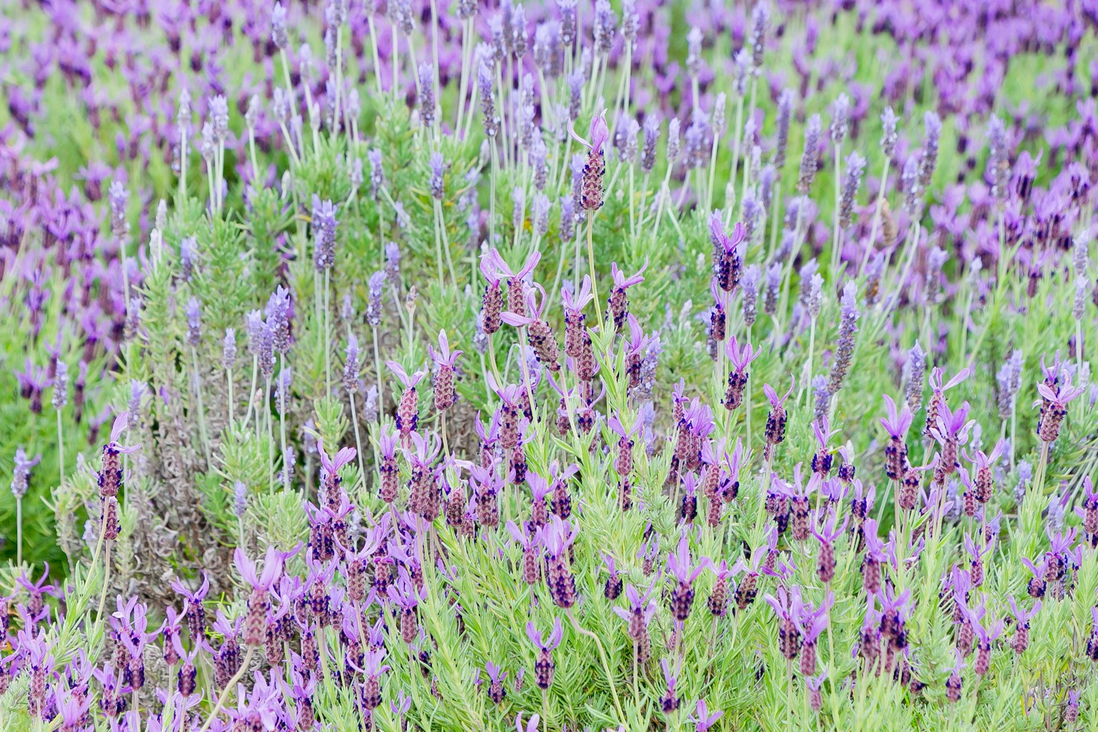 Feld mit lila Lavendelblüten in voller Blüte