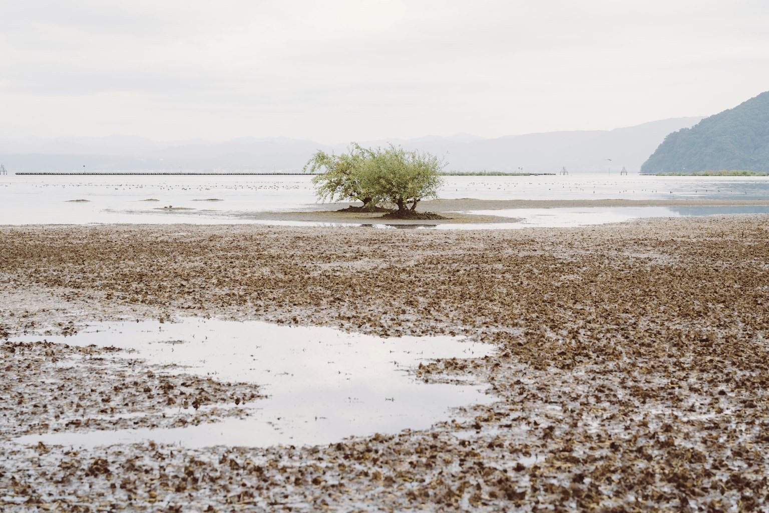 Una piccola isola con un albero solitario su una piana di marea