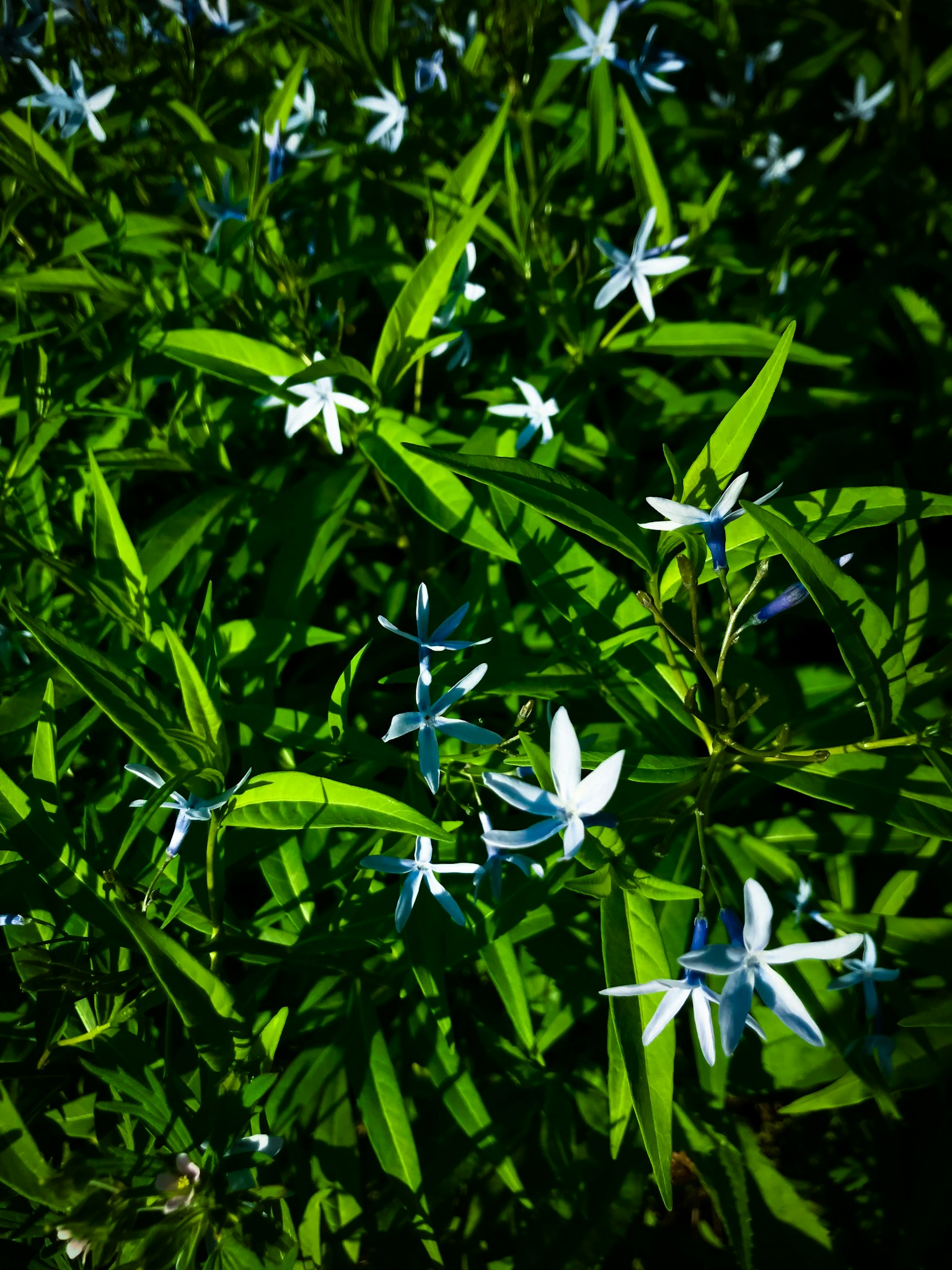 Groupe de petites fleurs bleues parmi des feuilles vertes luxuriantes