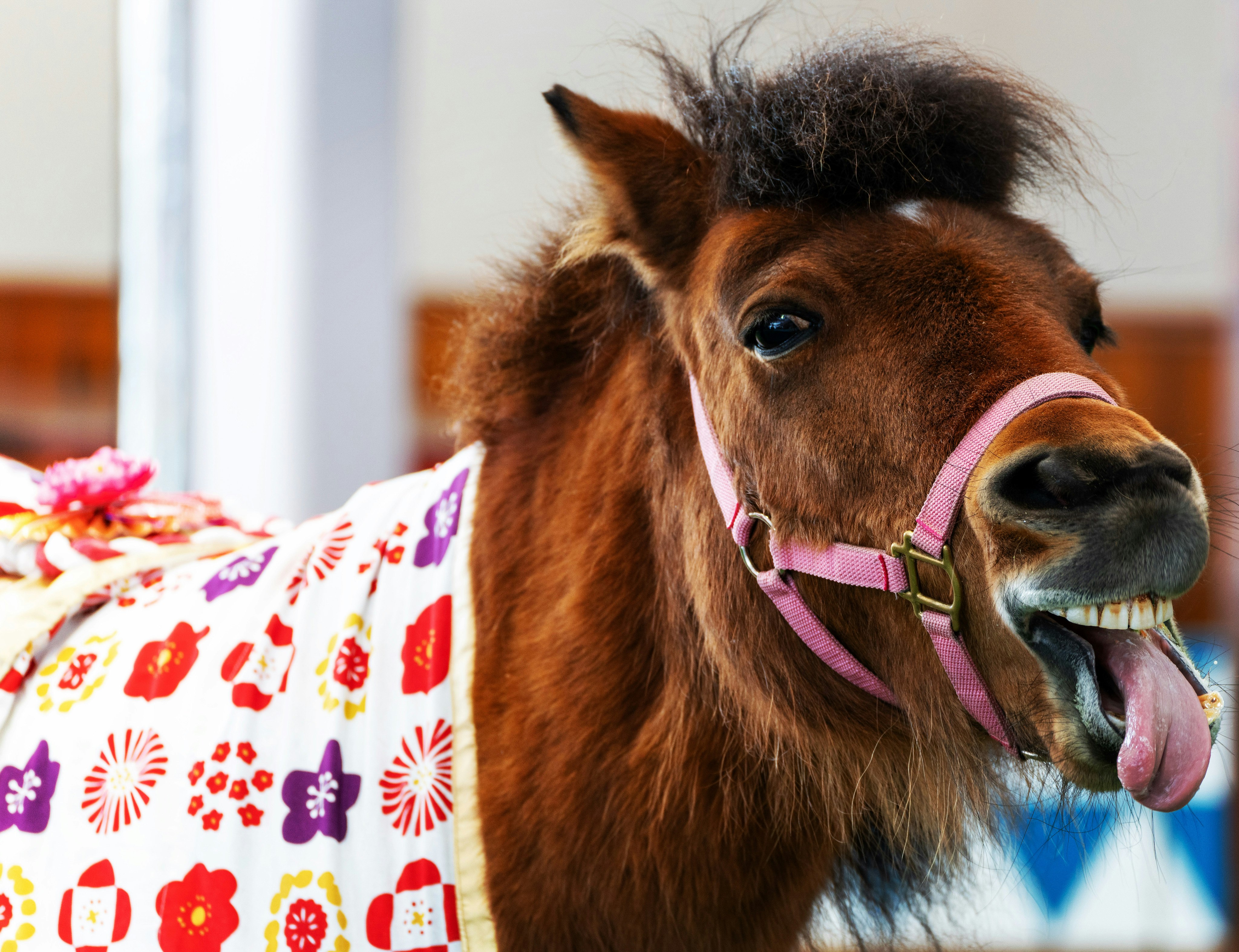戴粉色项圈的狗狗特写