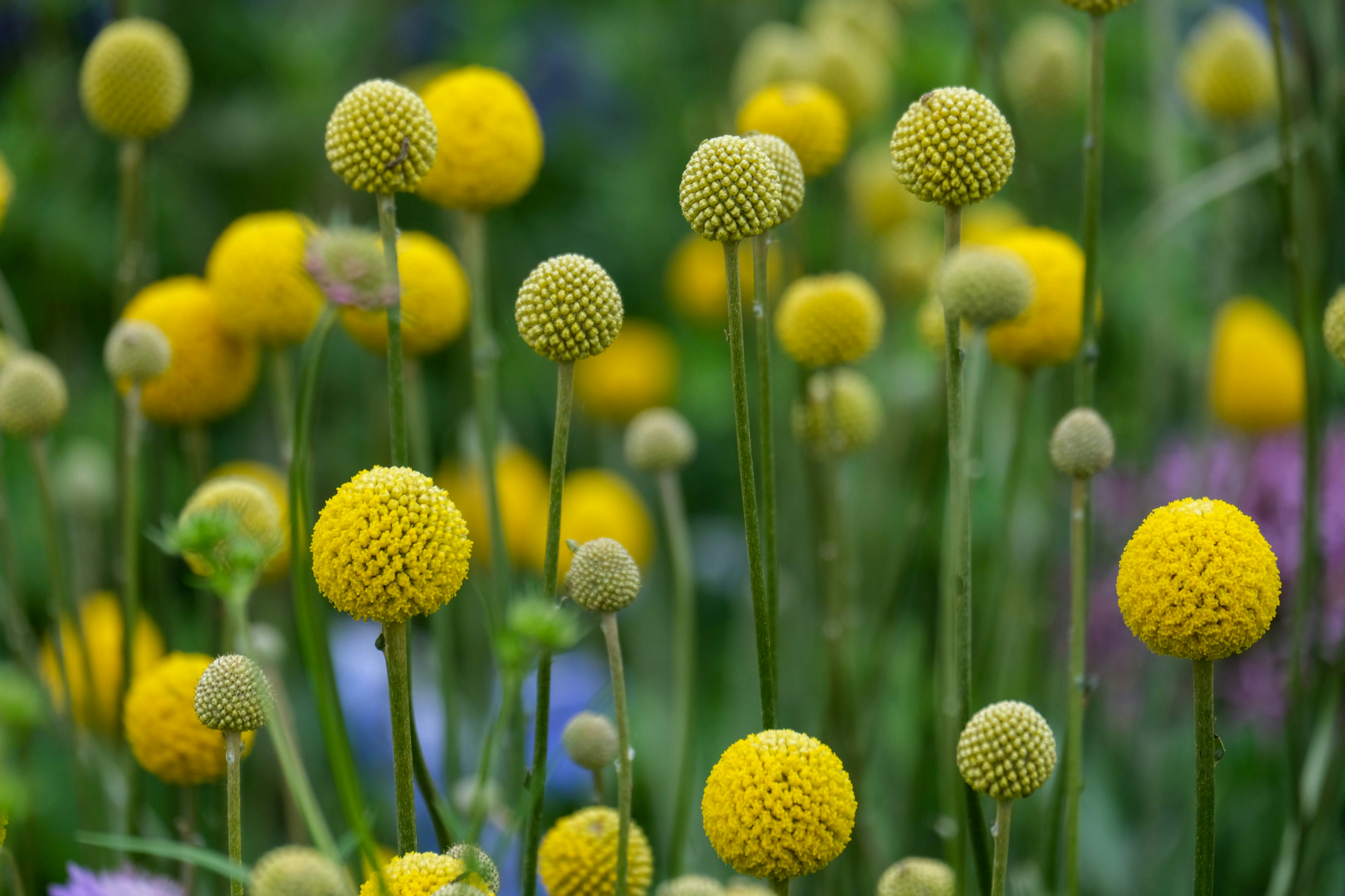 黄色い花が咲く草花畑のボケ背景