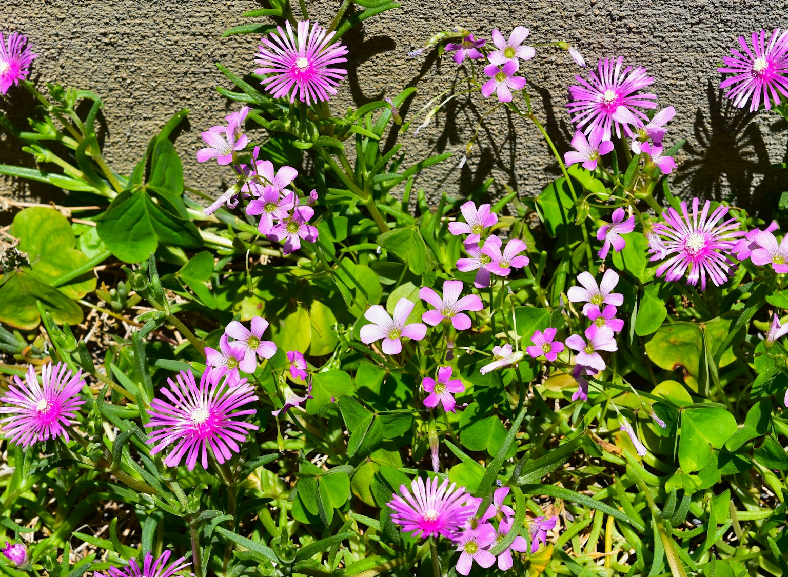Eine lebendige Darstellung von rosa Blumen umgeben von grünen Blättern