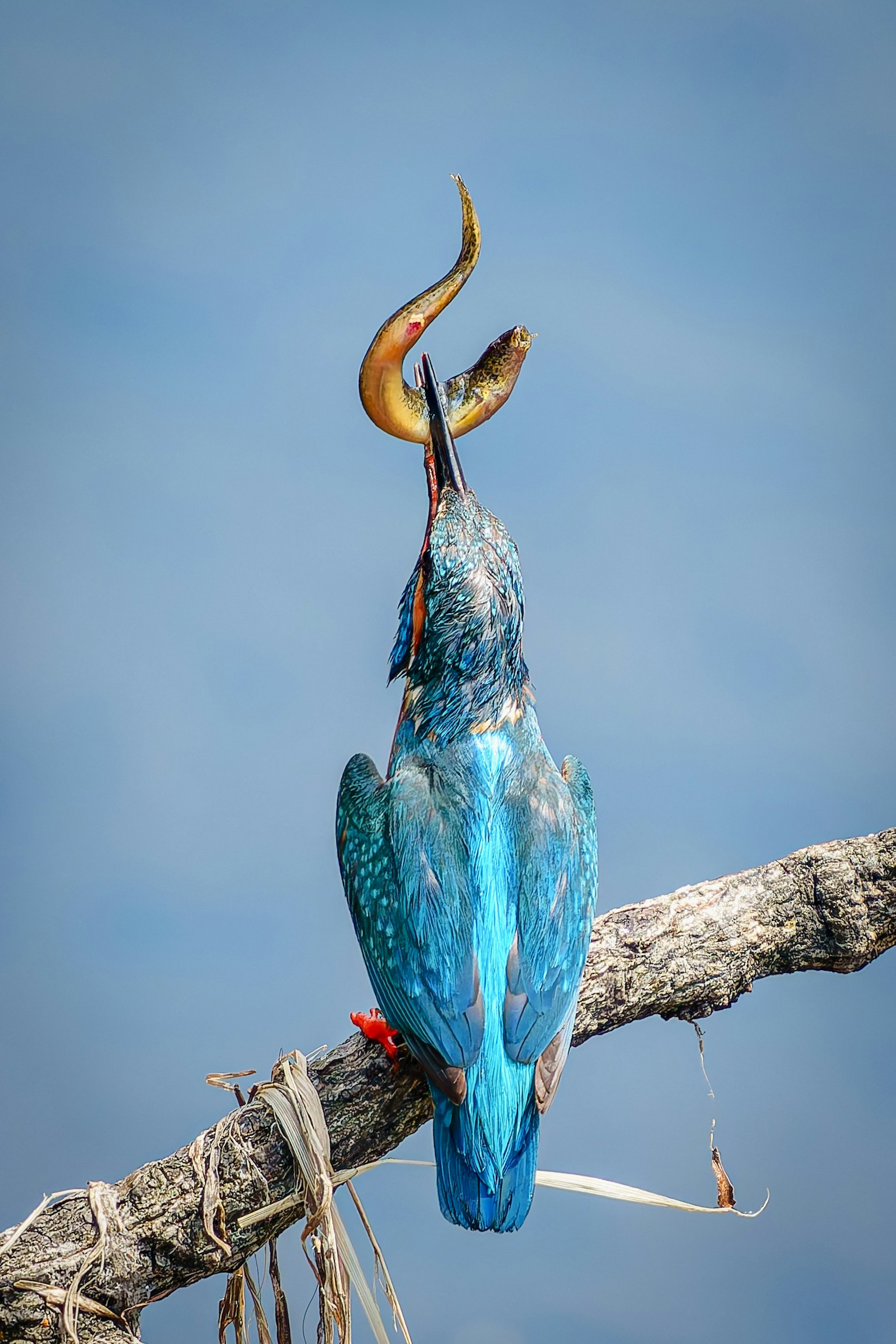 Un martinete con plumas azules atrapando un pez