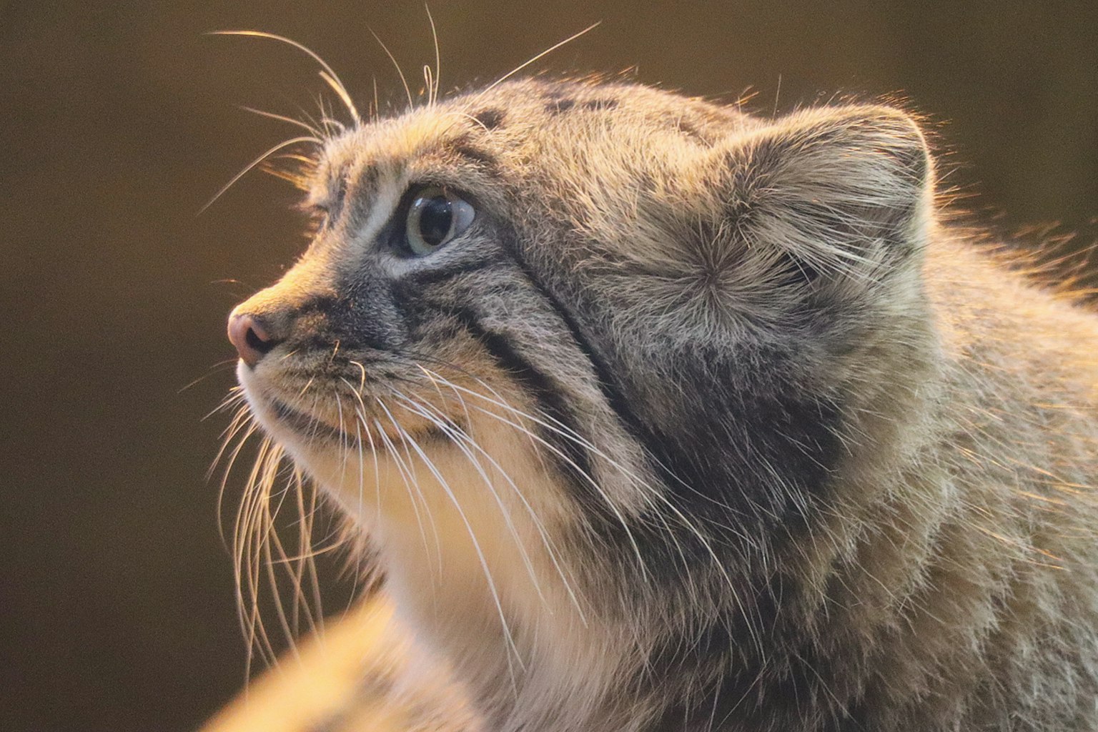 Nahaufnahme des Profils einer Pallas-Katze mit ihren scharfen Augen und dem flauschigen Fell