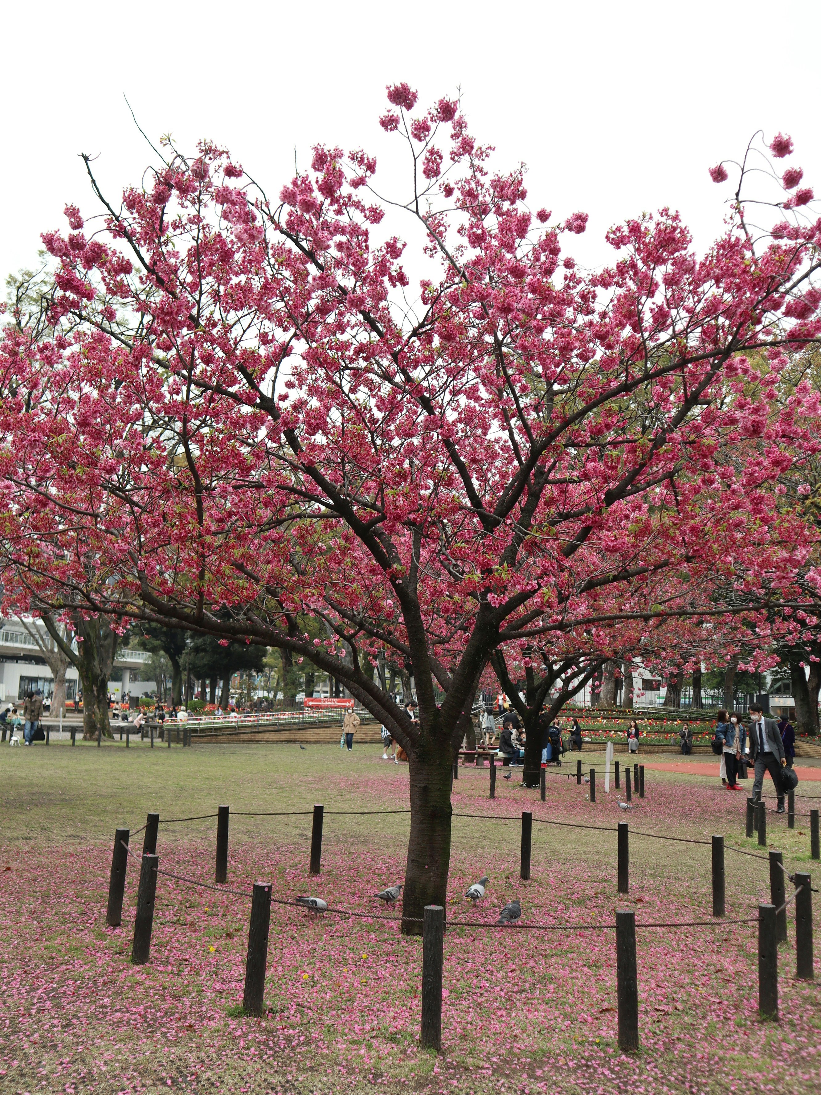 Pink cherry blossoms on a park lawn with a row of trees