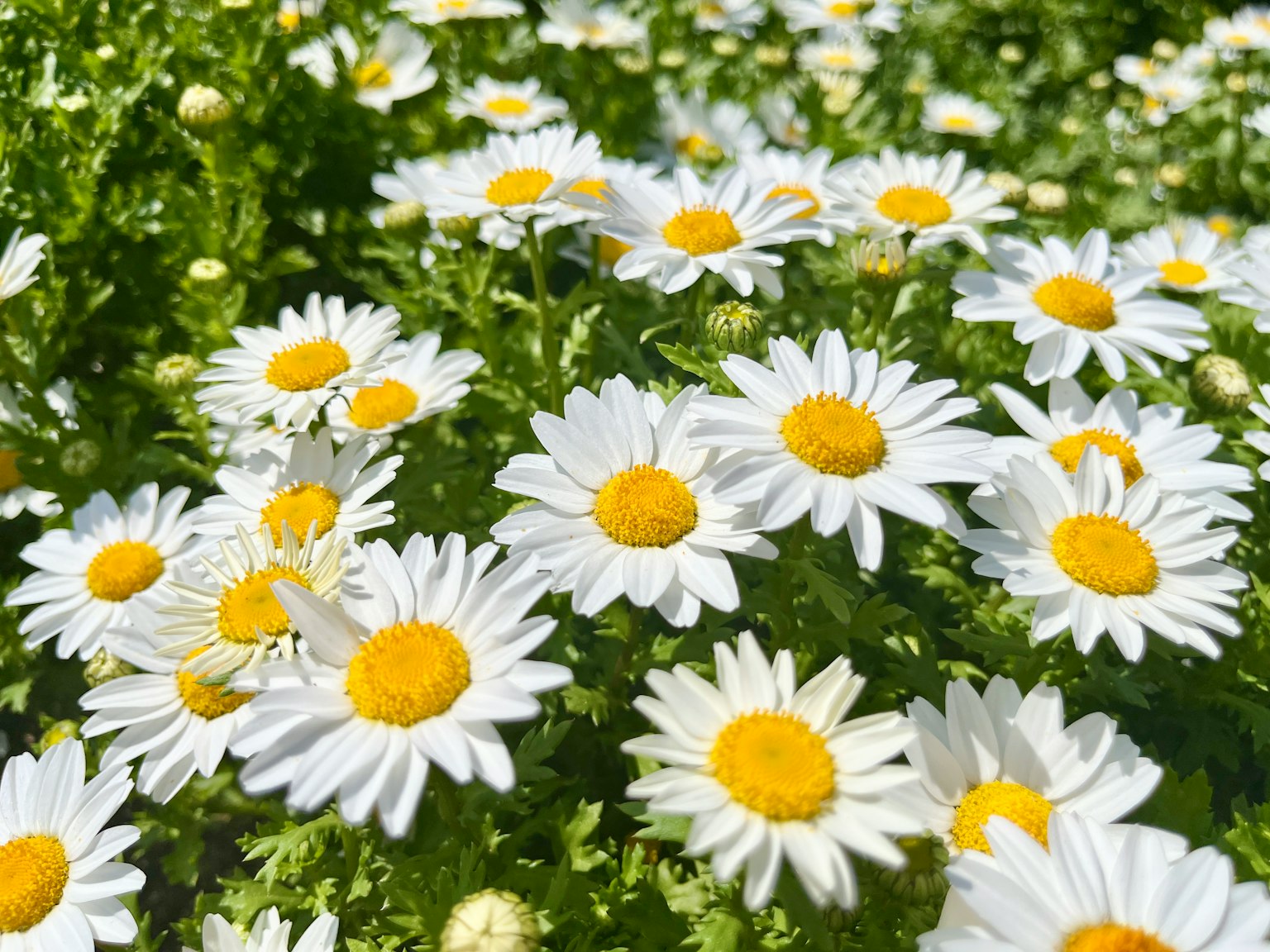 Daisies with white petals and yellow centers blooming against a green background