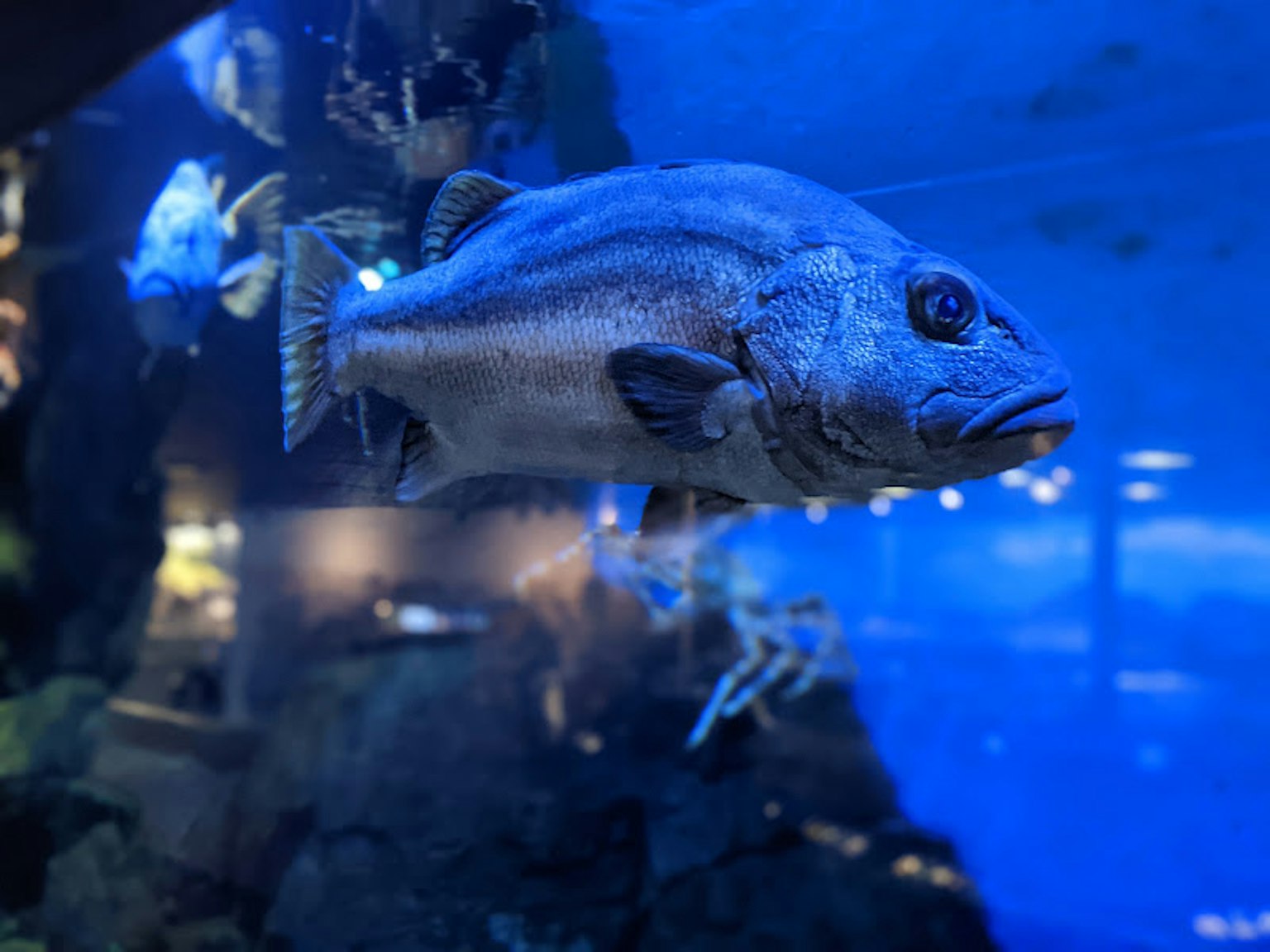 水族館藍色水中游動的魚的側面