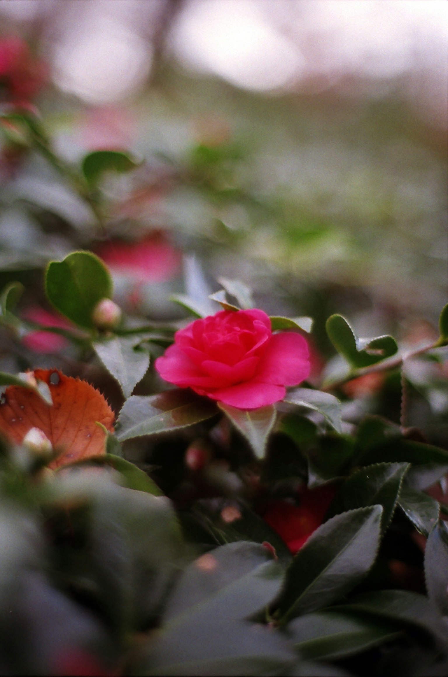 A vibrant pink camellia flower surrounded by green leaves