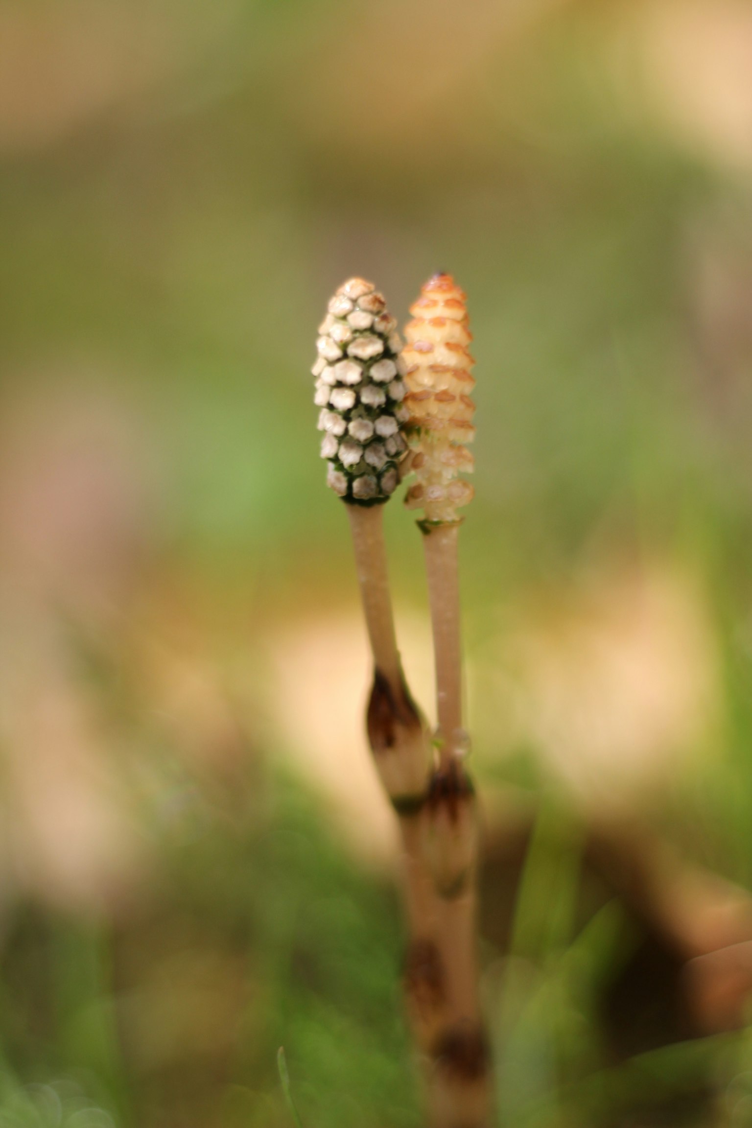 Two horsetail plants standing close together with a blurred green background