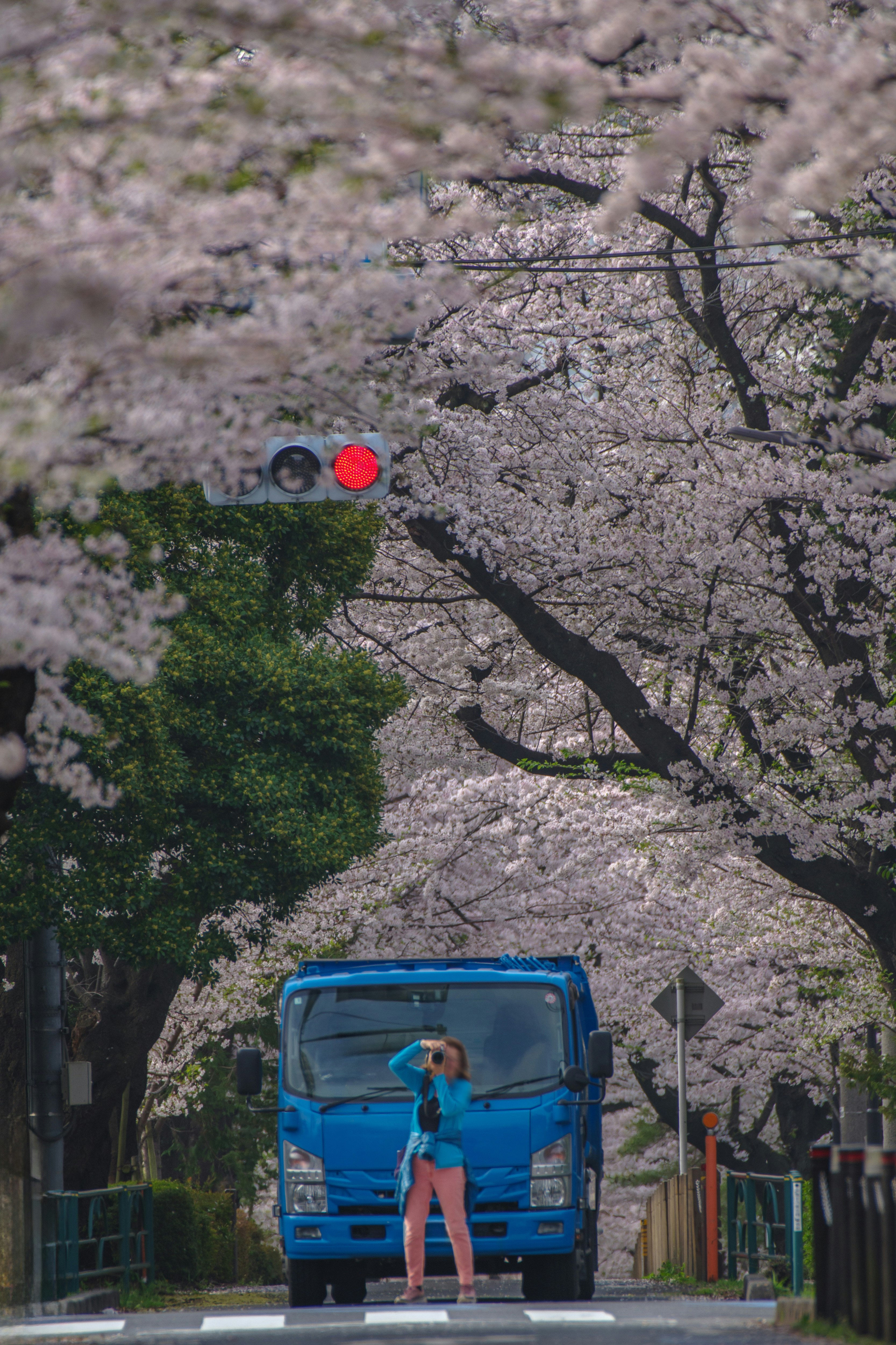 A person standing in front of a blue bus on a cherry blossom-lined street