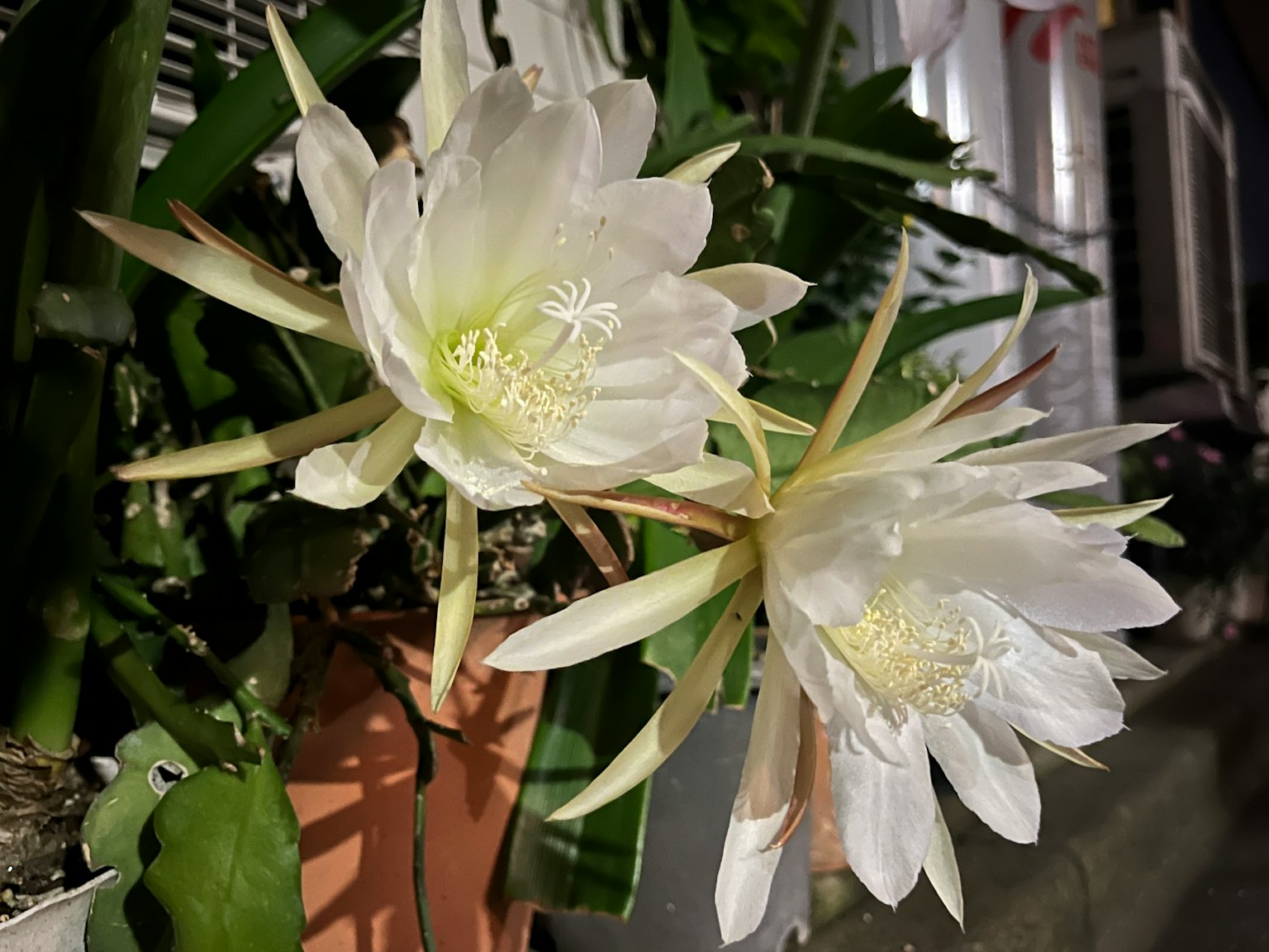 Acercamiento de flores blancas con hojas verdes distintivas