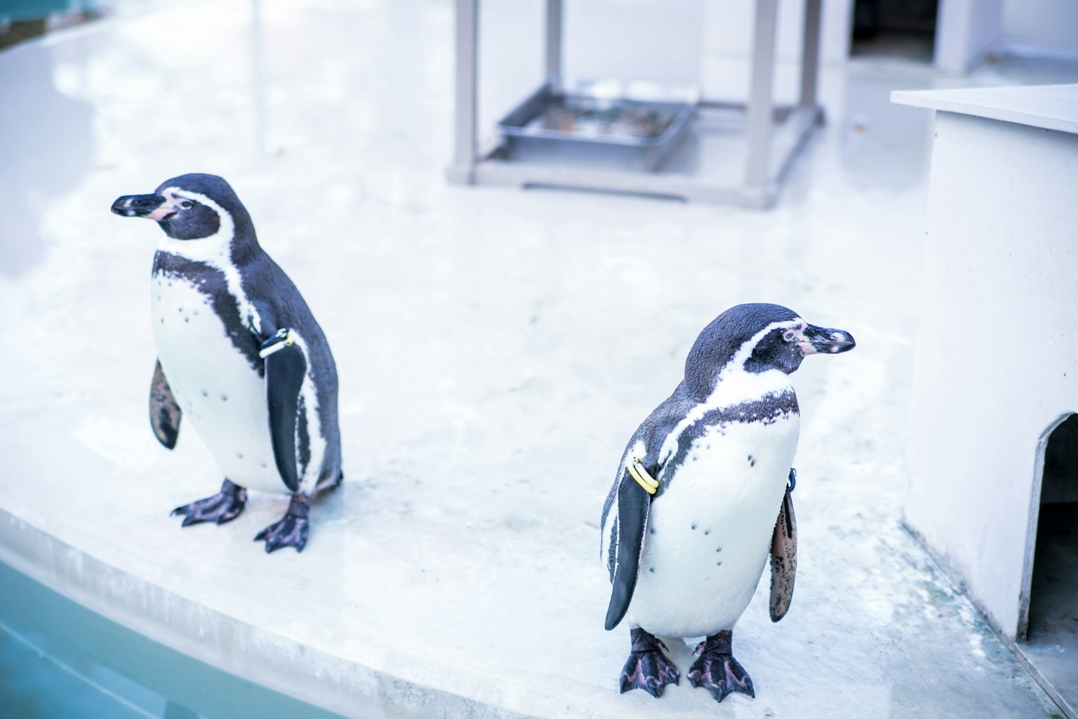 Deux pingouins se tenant près de l'eau