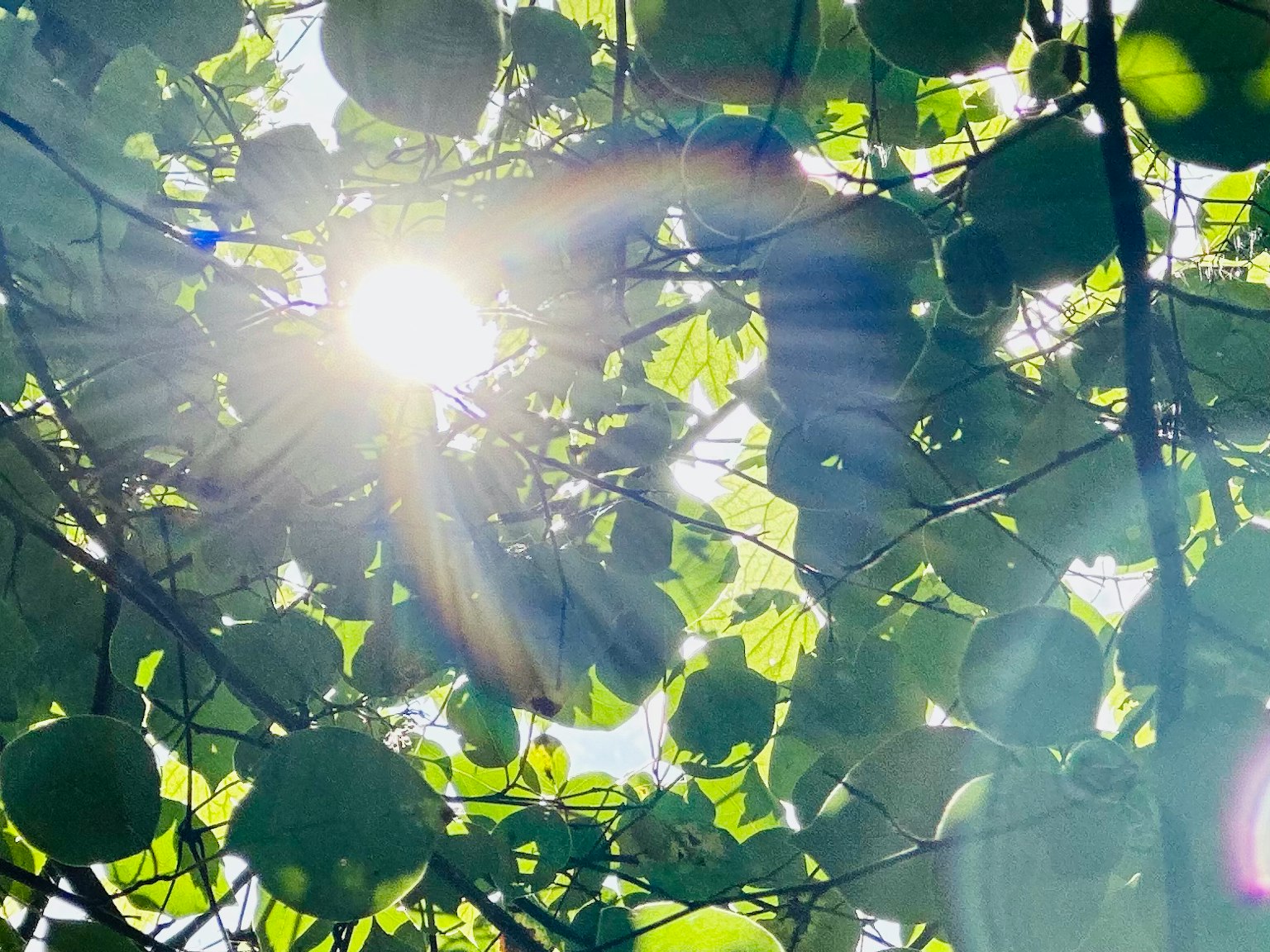 Sonnenlicht, das durch üppige grüne Blätter fällt