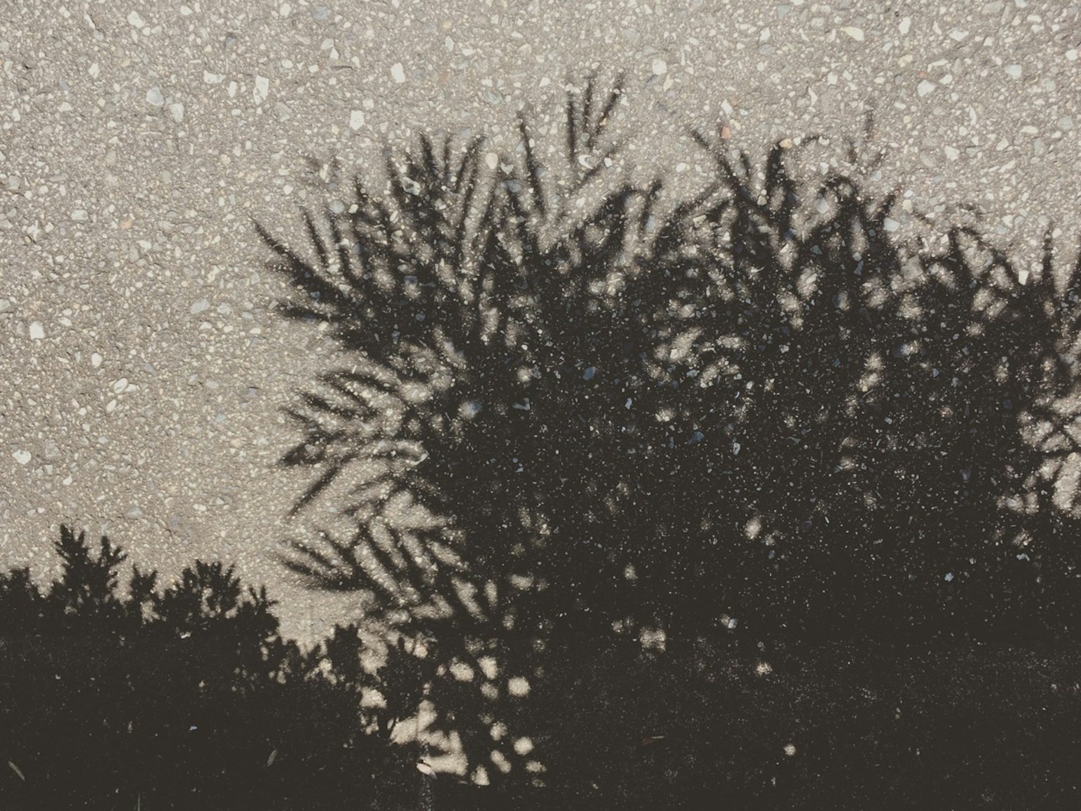 夜間下雪時植物的輪廓