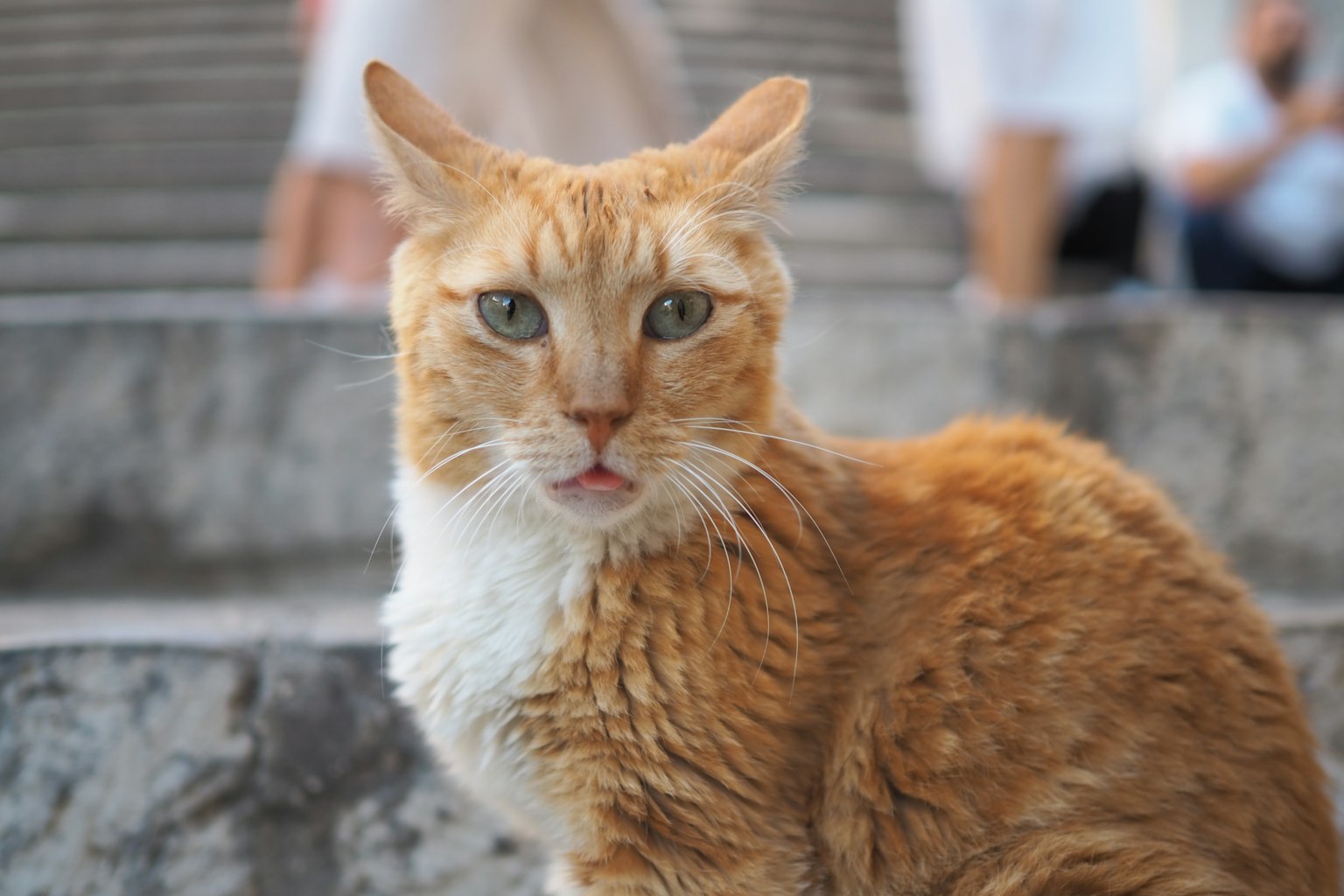 Primer plano de un gato naranja sentado en escaleras