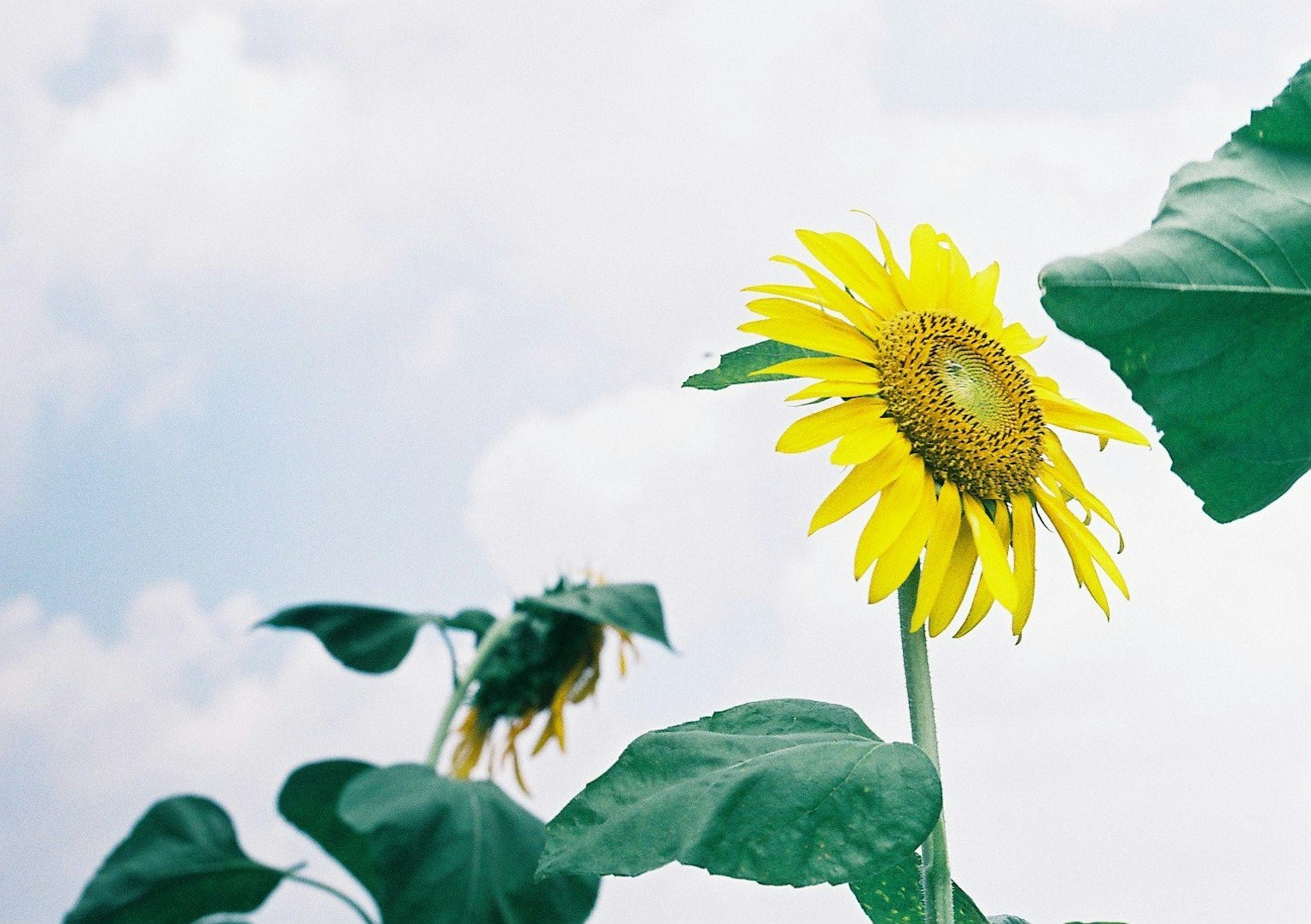 Girasol floreciendo bajo un cielo azul con hojas verdes
