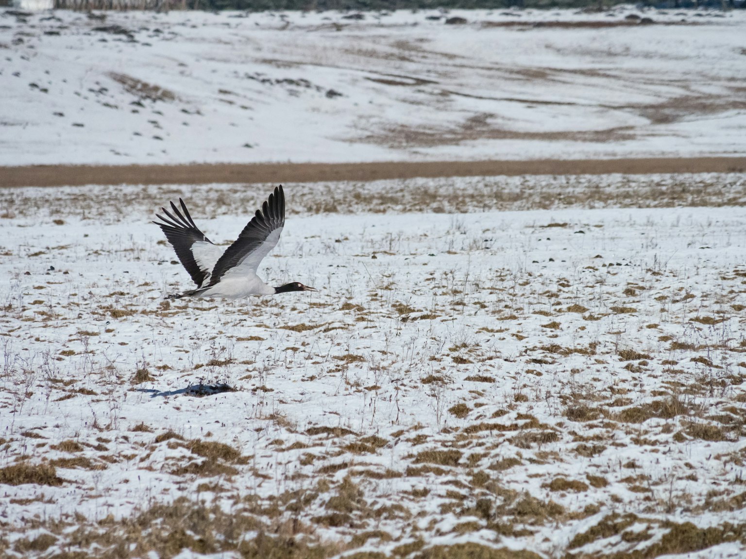 Uccello che decolla in un campo innevato