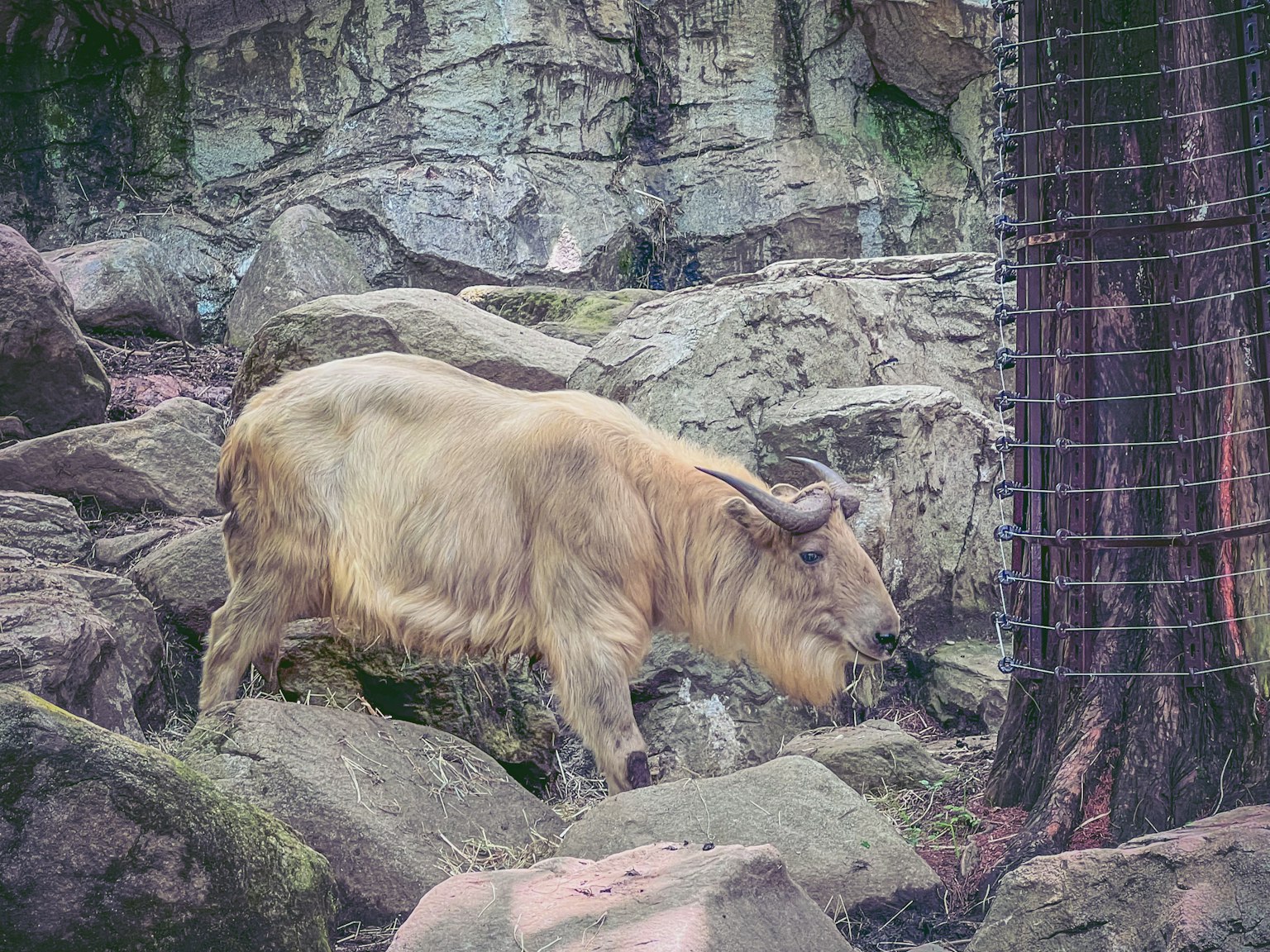 Un animale simile a una capra che cammina tra le rocce