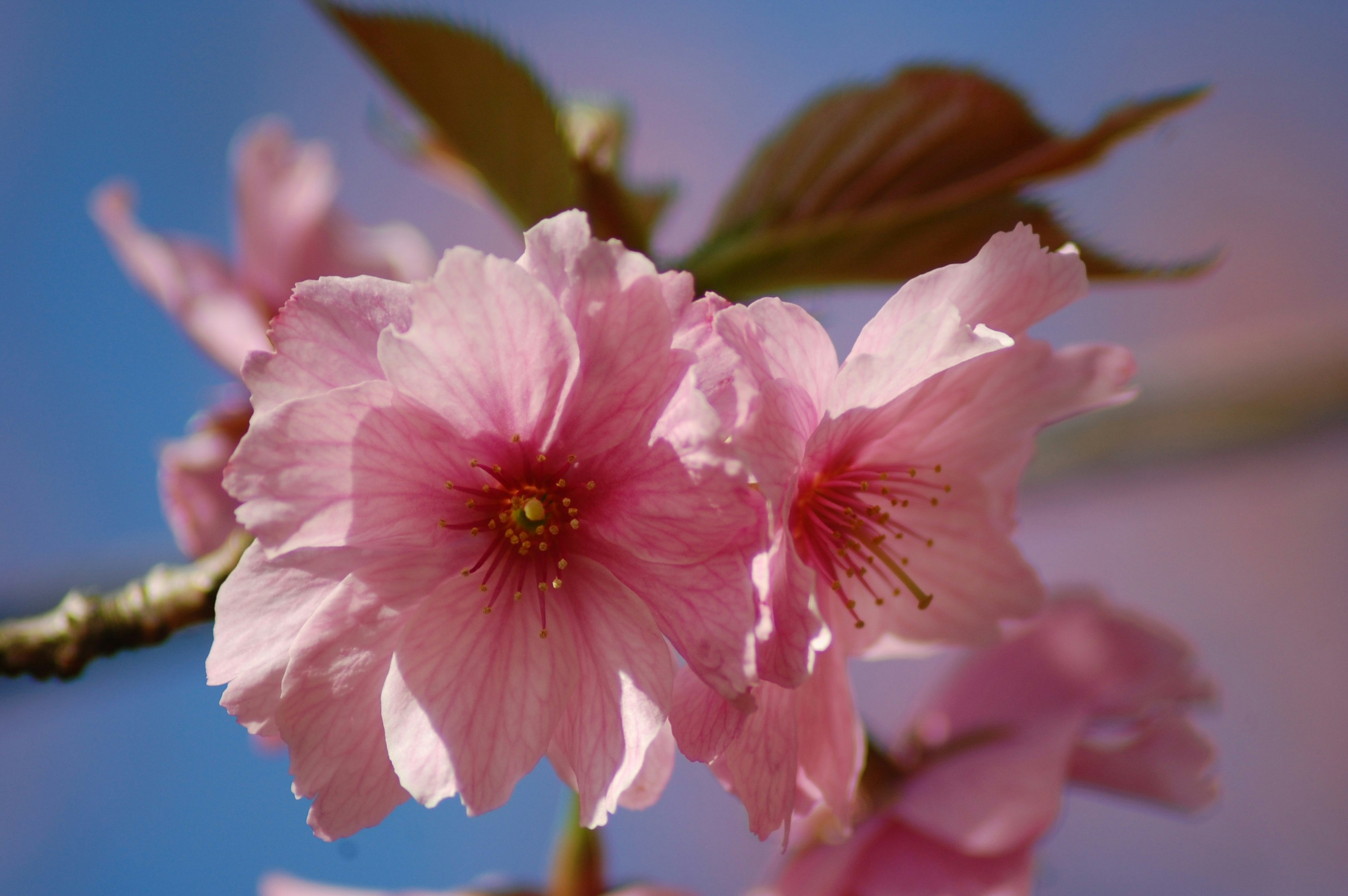 pink blossoms against a blue sky