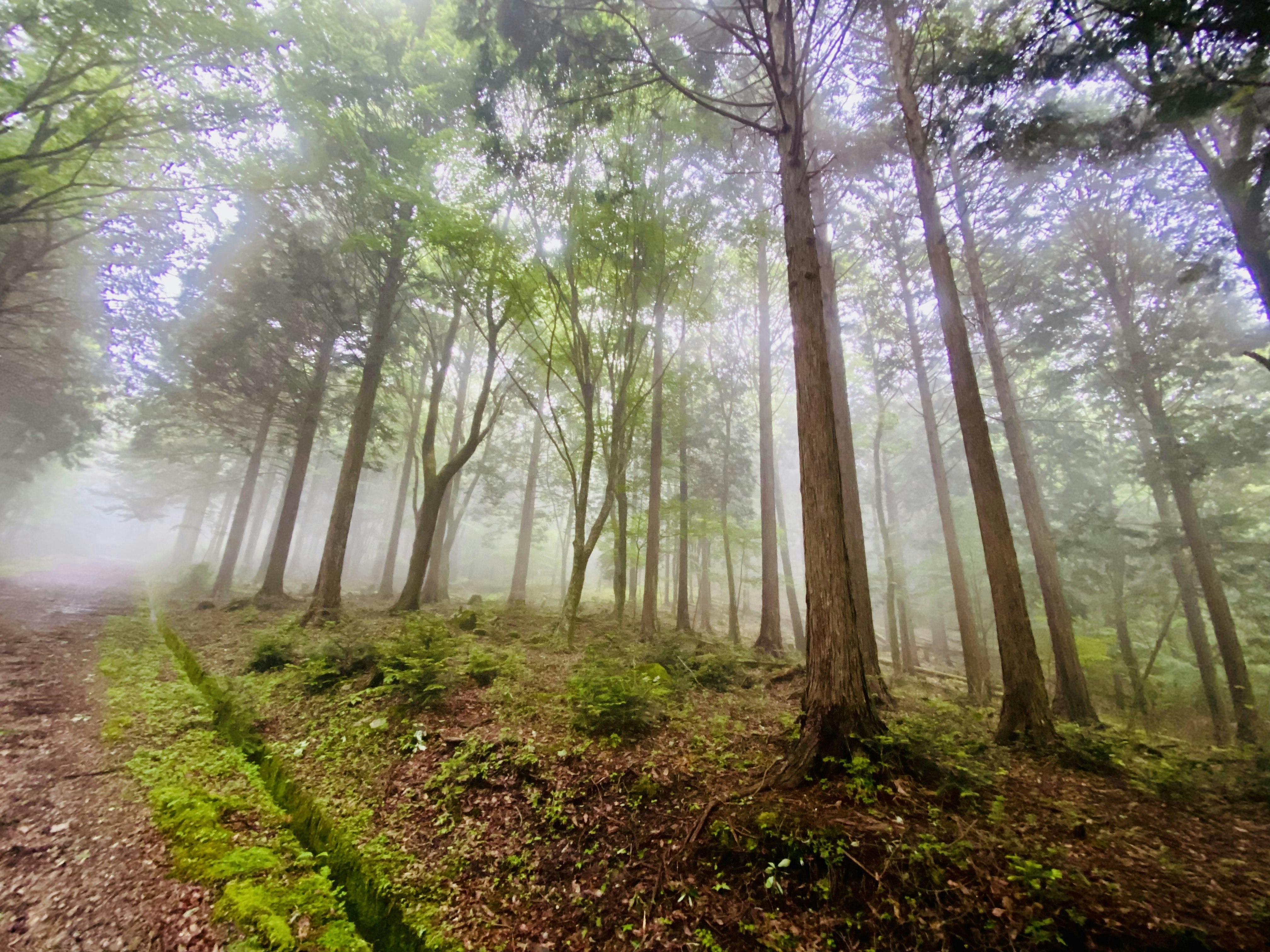 Bosco nella nebbia con alberi alti e terreno coperto di muschio