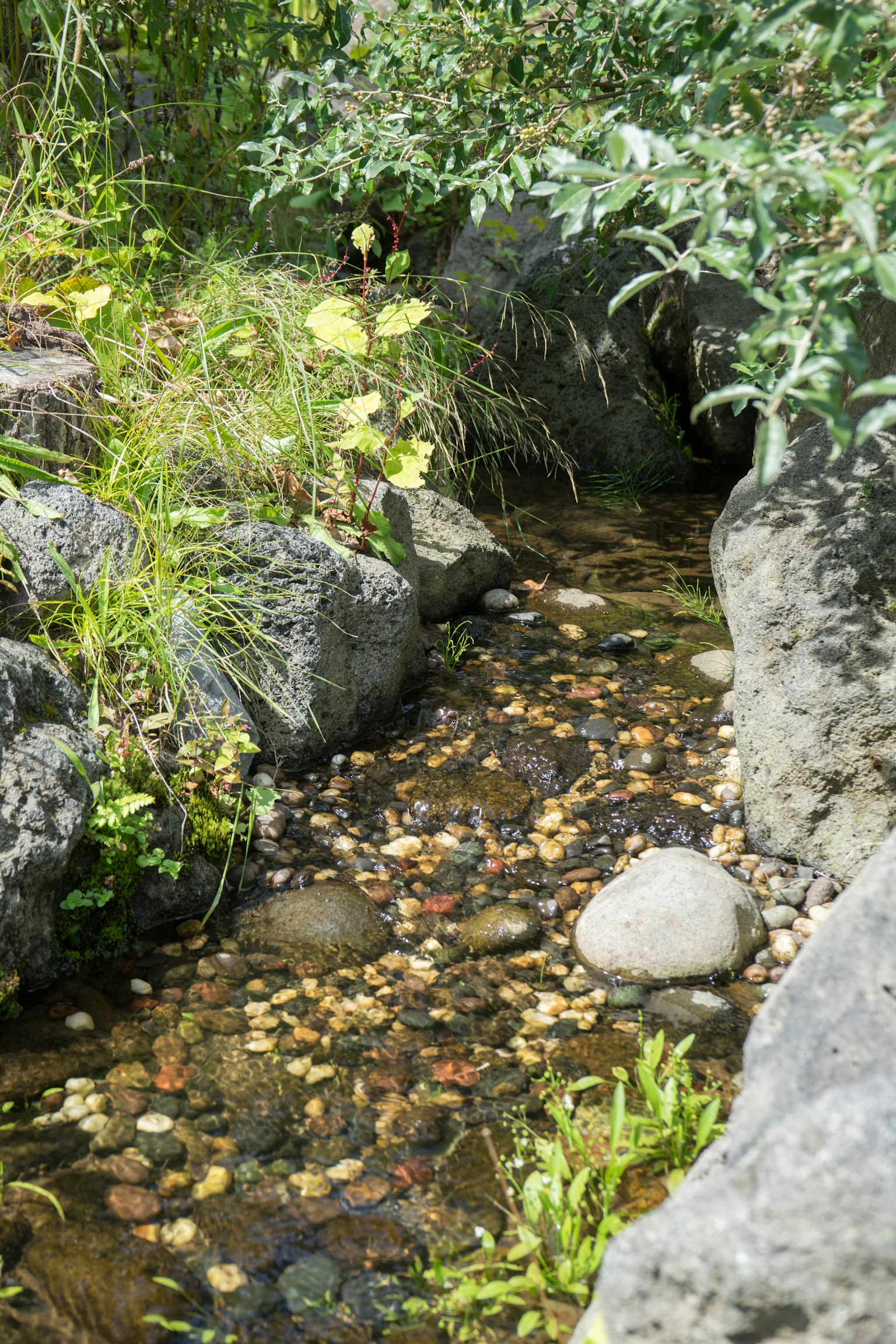 A serene stream surrounded by rocks and greenery