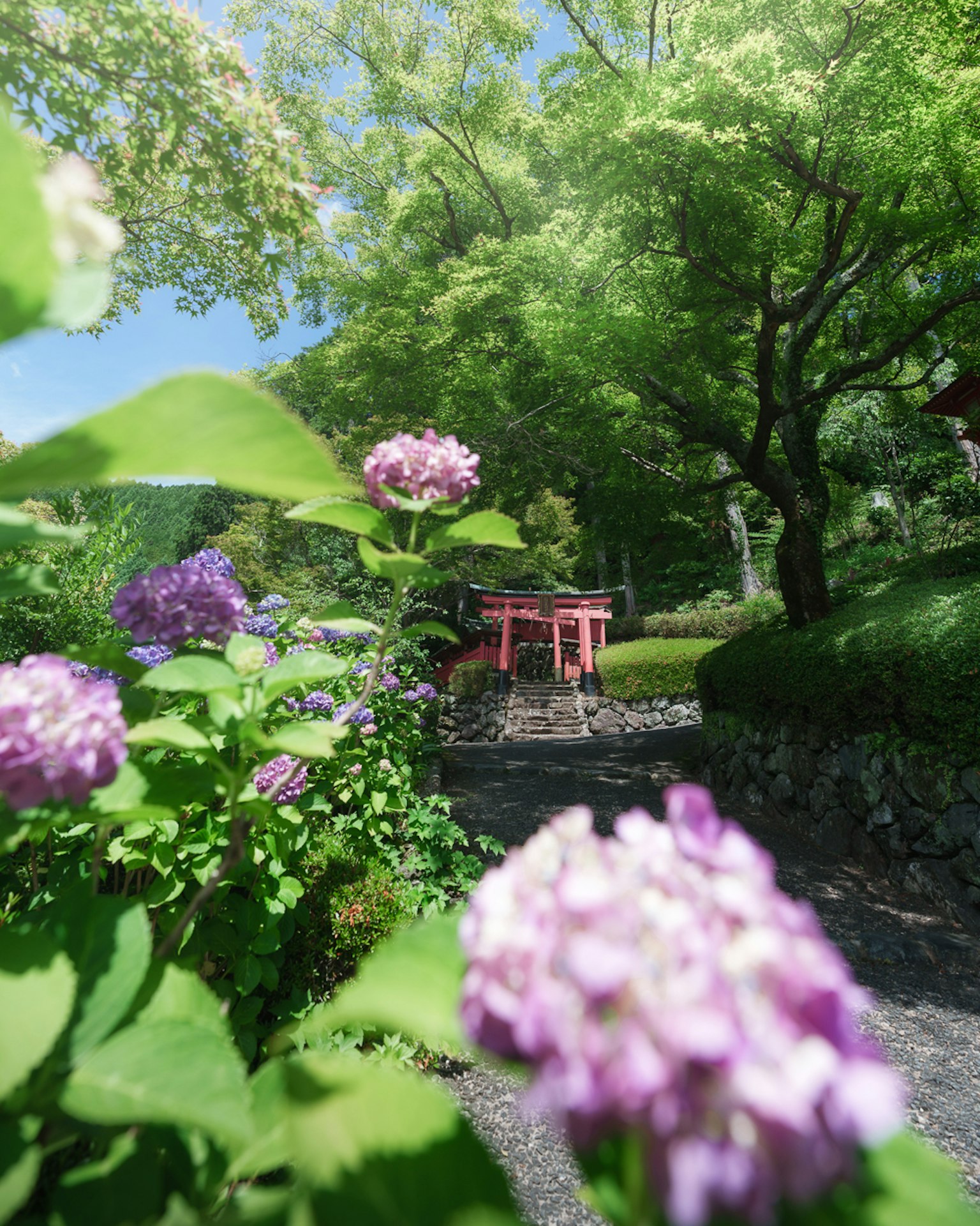 紫色花朵和红色鸟居的风景，周围是郁郁葱葱的绿色