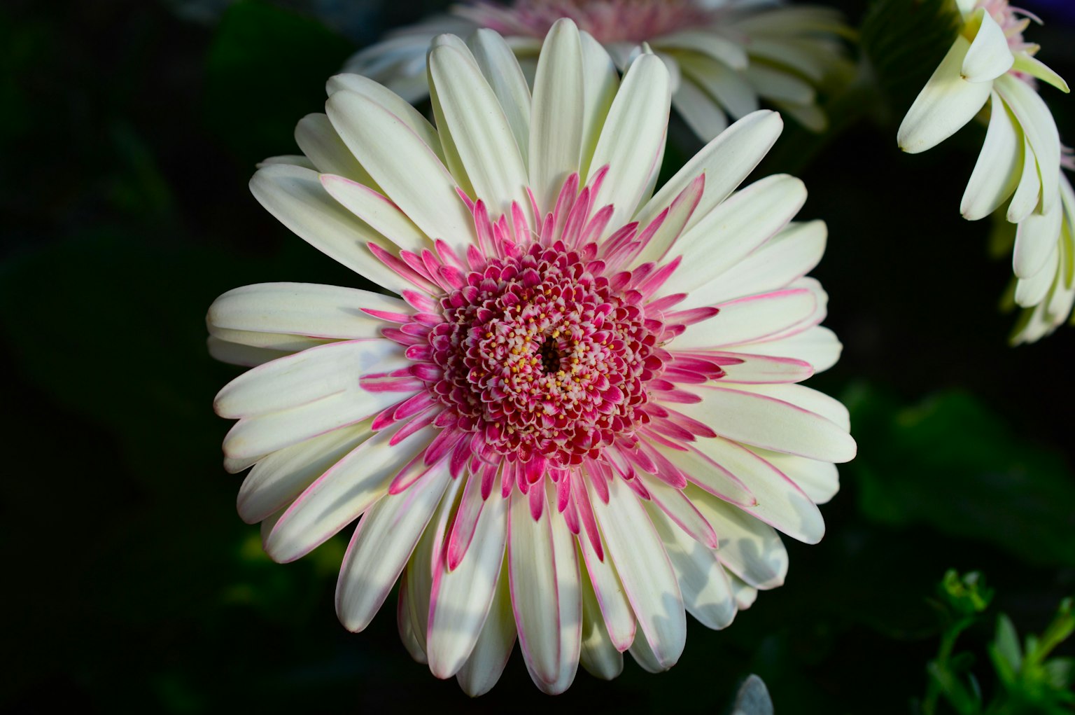 Flor de gerbera con pétalos blancos y rosas