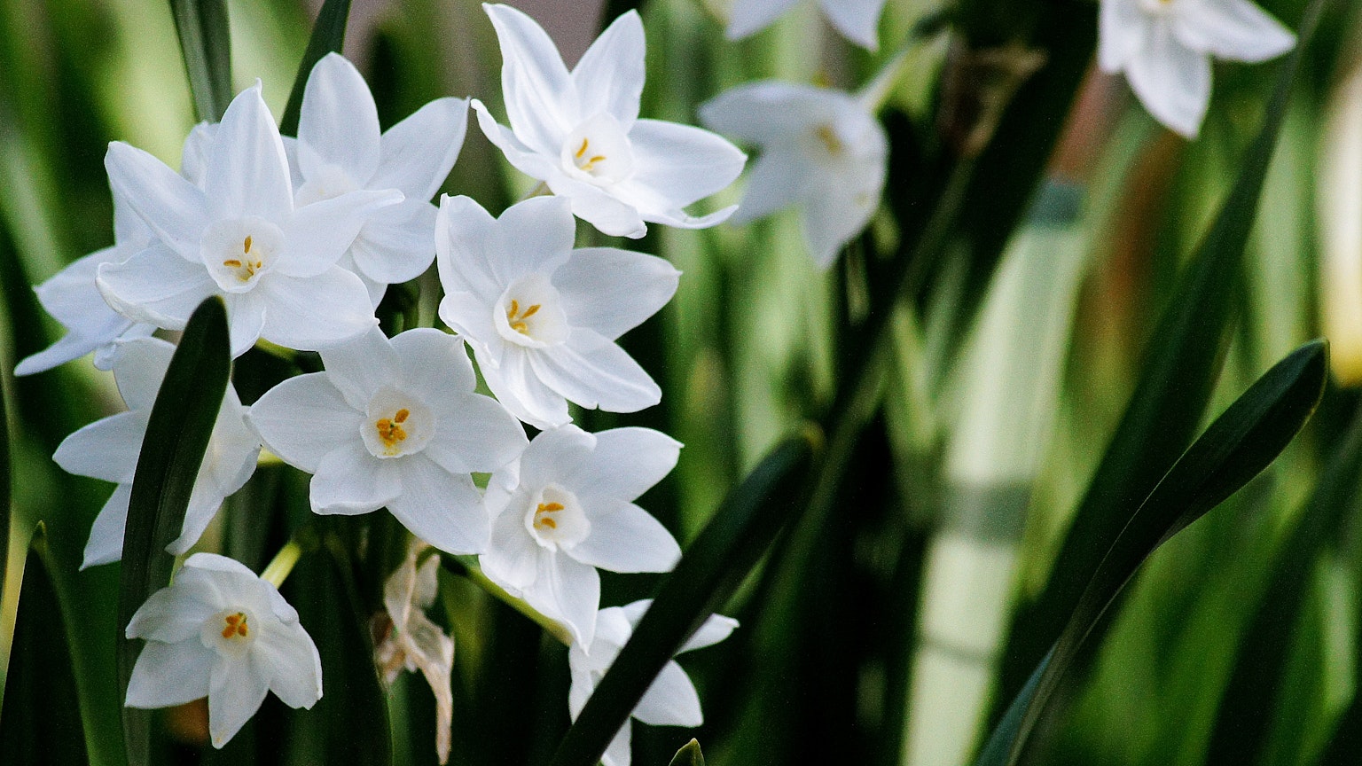 Beautiful combination of white flowers and green leaves