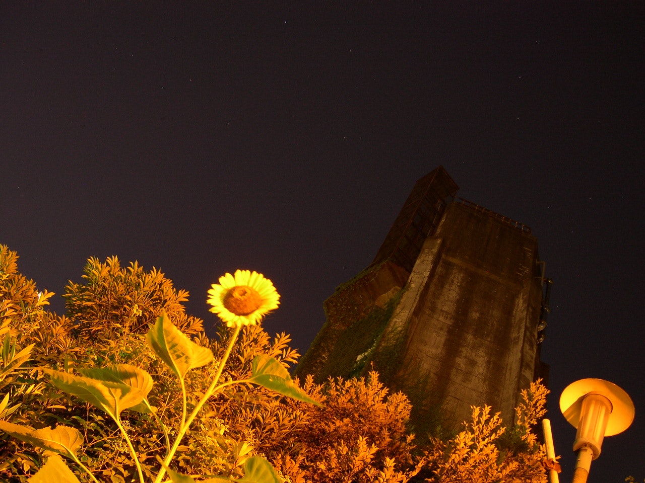 夜の花と街灯、暗い建物のある風景