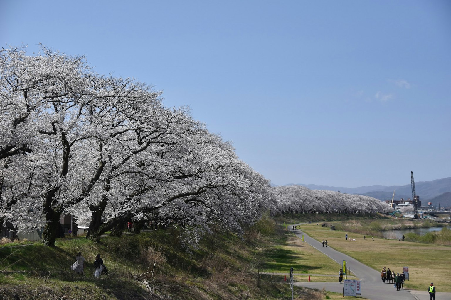 Cherry blossom trees lining a riverside under a clear blue sky with people walking