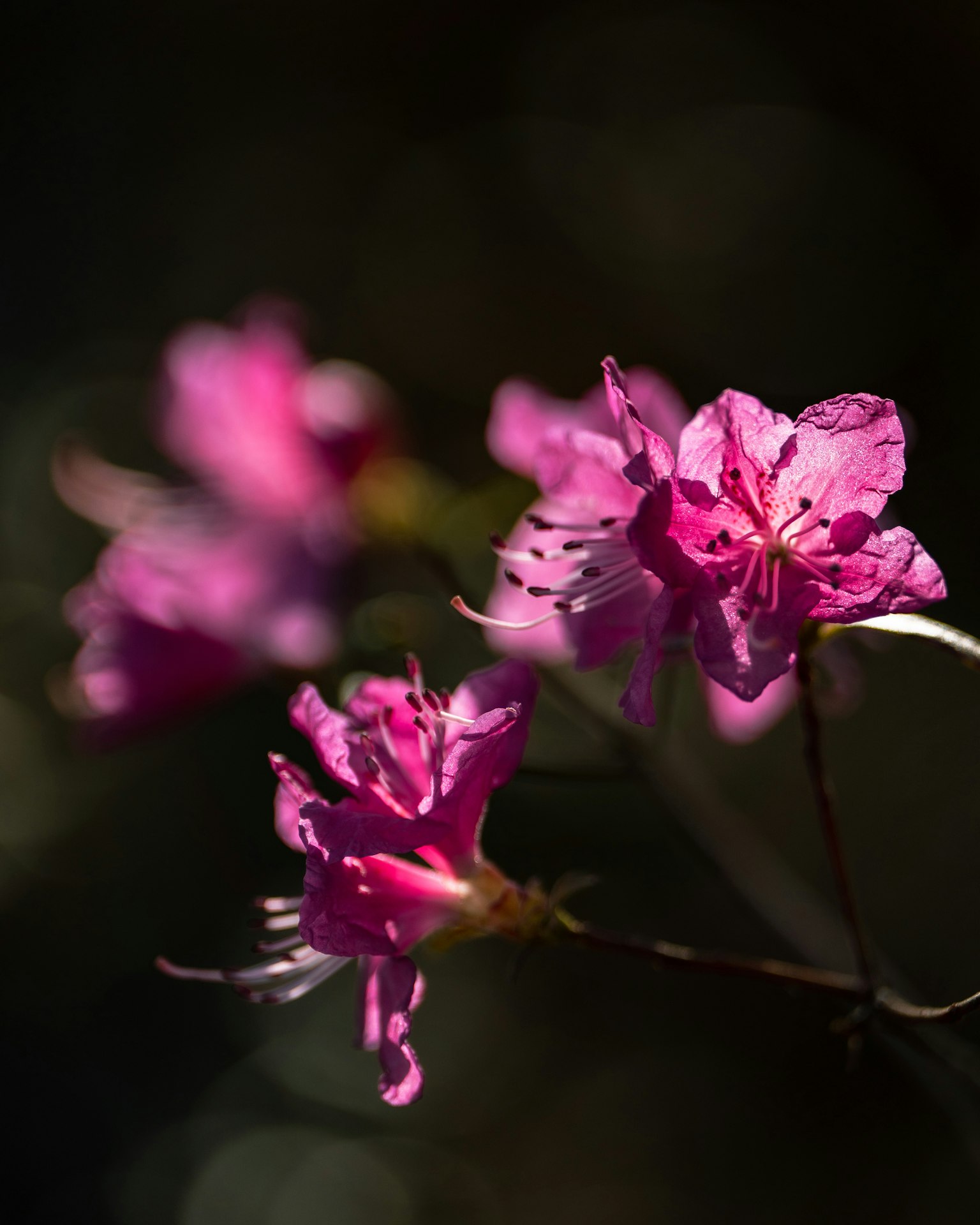 Lebendige rosa Blumen vor einem dunklen Hintergrund