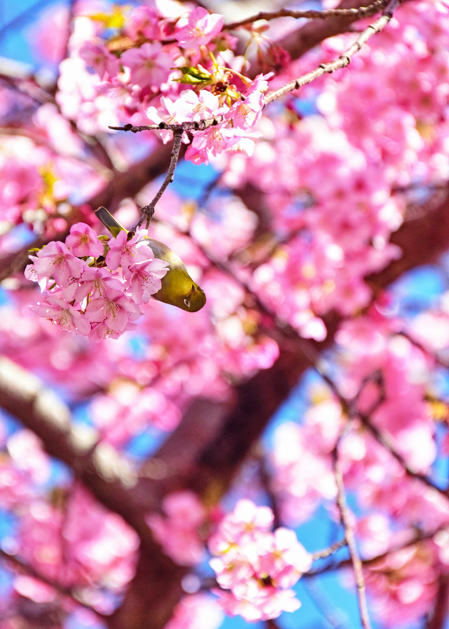 Kedekatan cabang bunga sakura dengan bunga merah muda di latar belakang langit biru