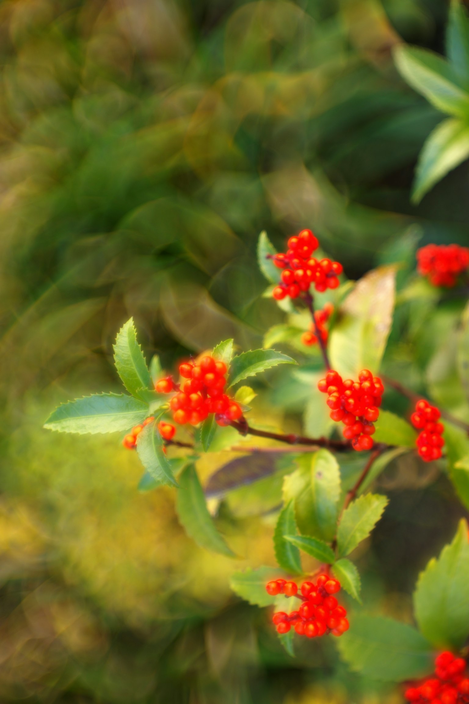 Acercamiento de una planta con bayas rojas vibrantes y hojas verdes