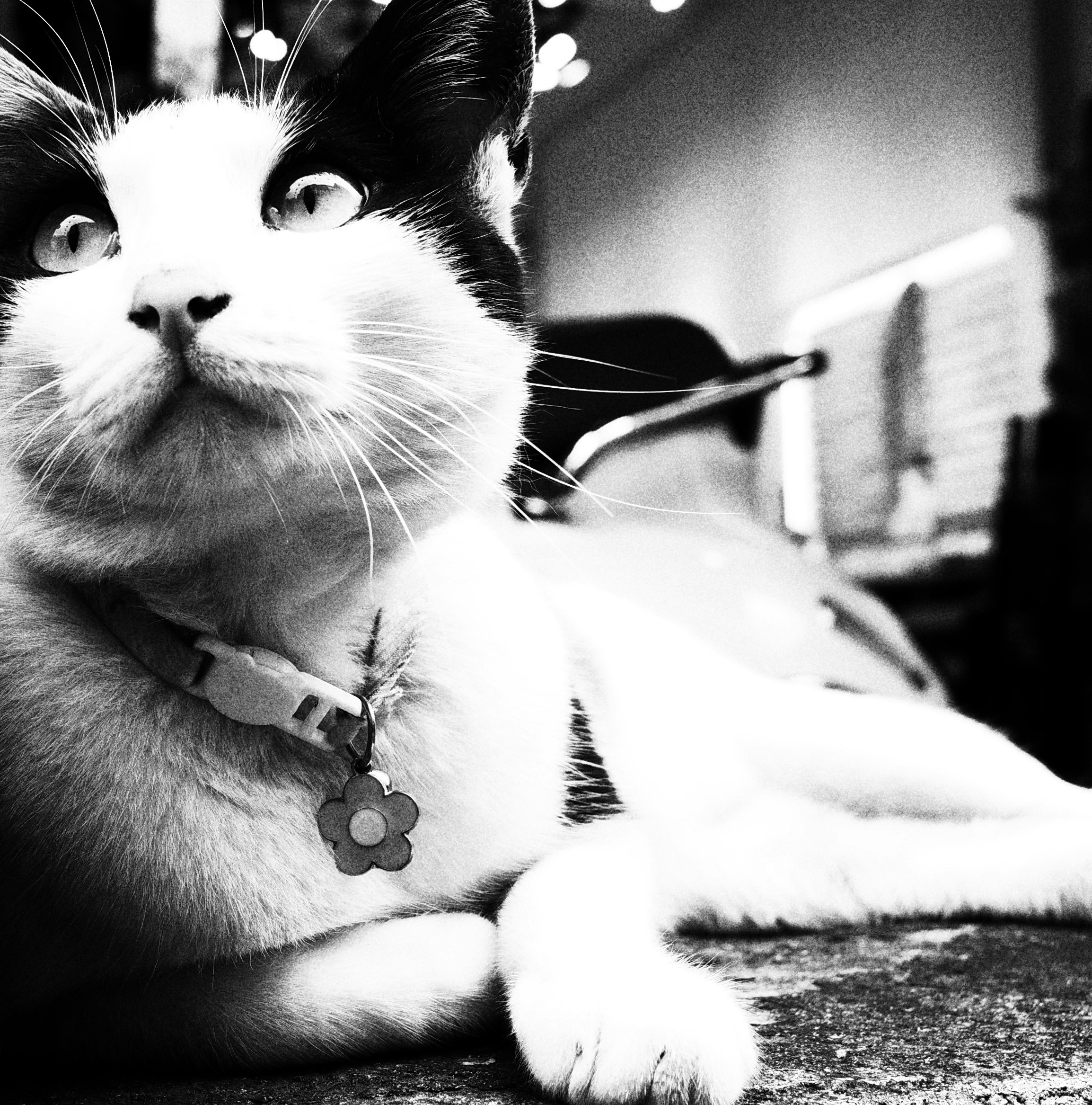 Gros plan en noir et blanc d’un chat portant un collier allongé à l’intérieur
