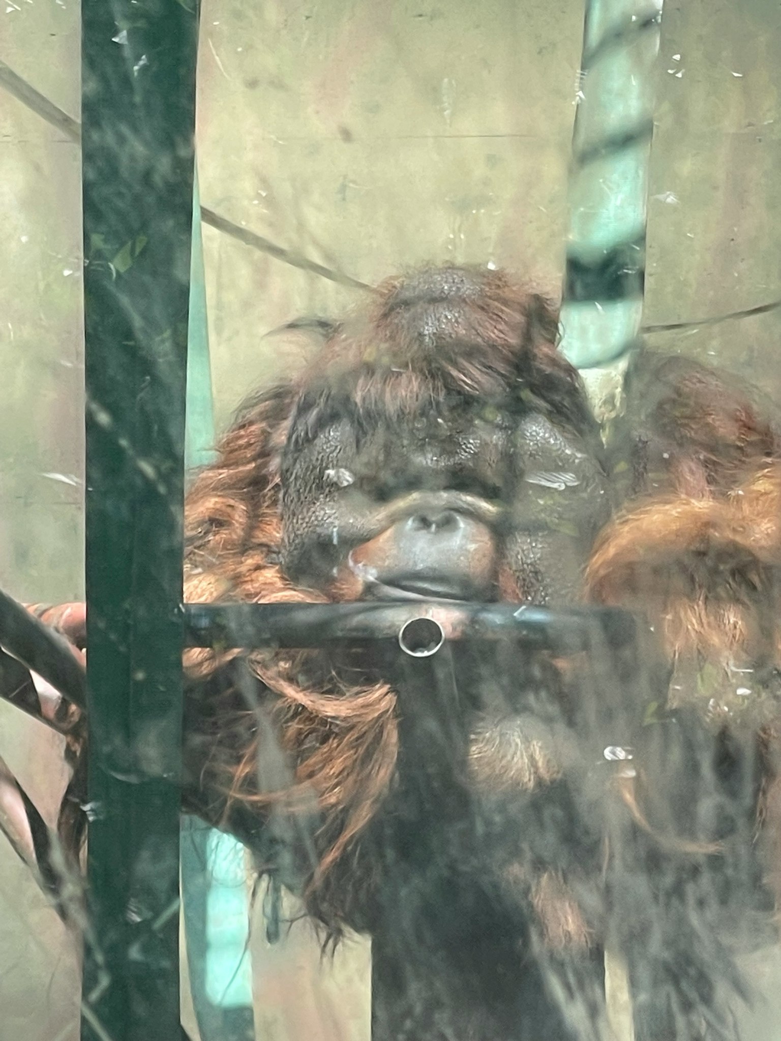 Orangutan gazing through glass with rich hair and expressive eyes