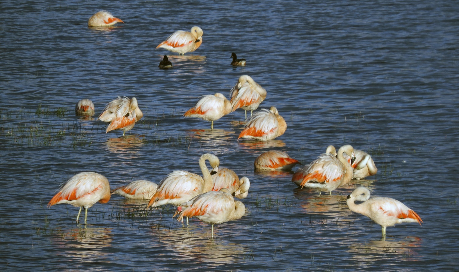 Un grupo de flamencos descansando en la superficie del agua con otras aves acuáticas