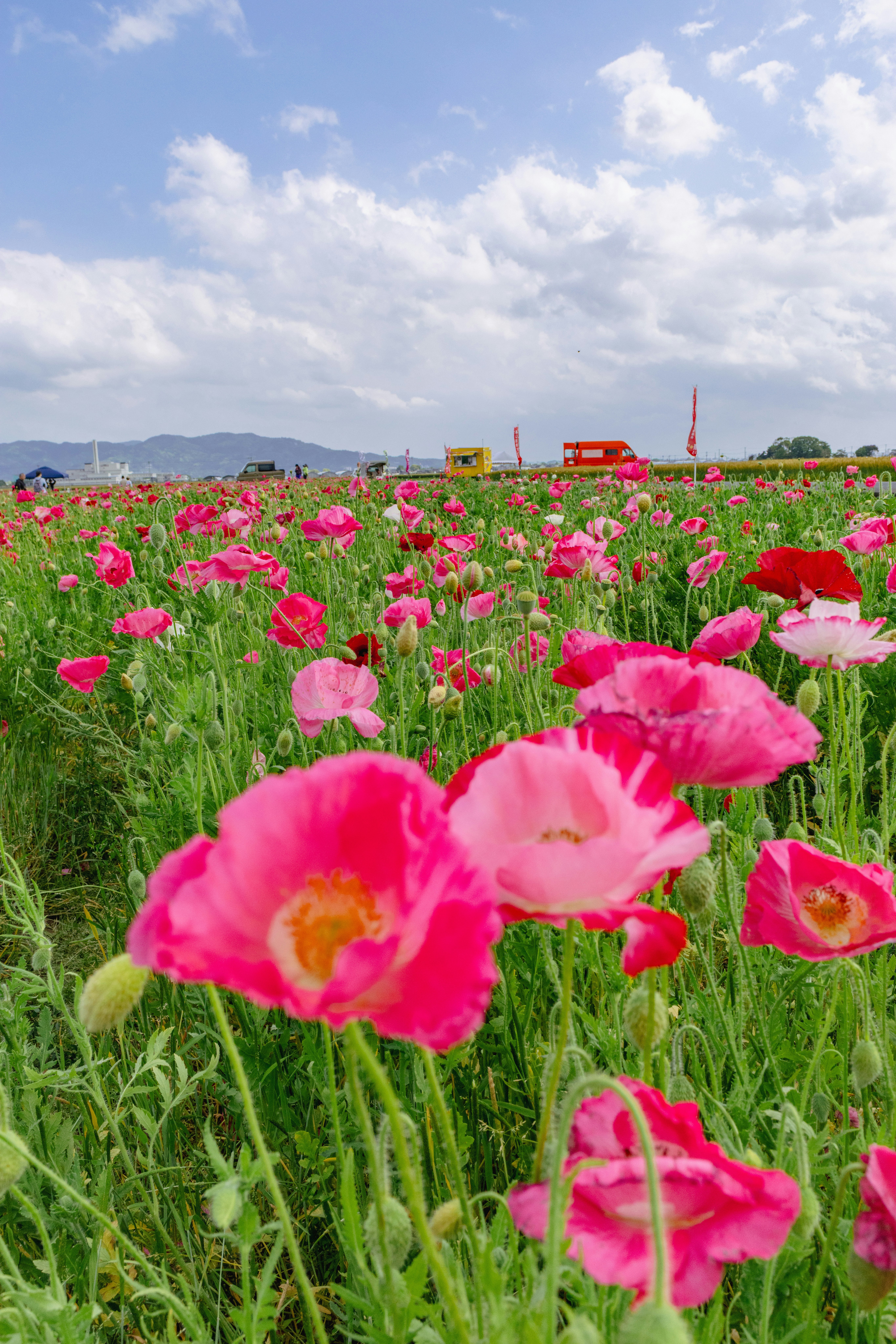 色とりどりのポピーが咲く花畑の風景