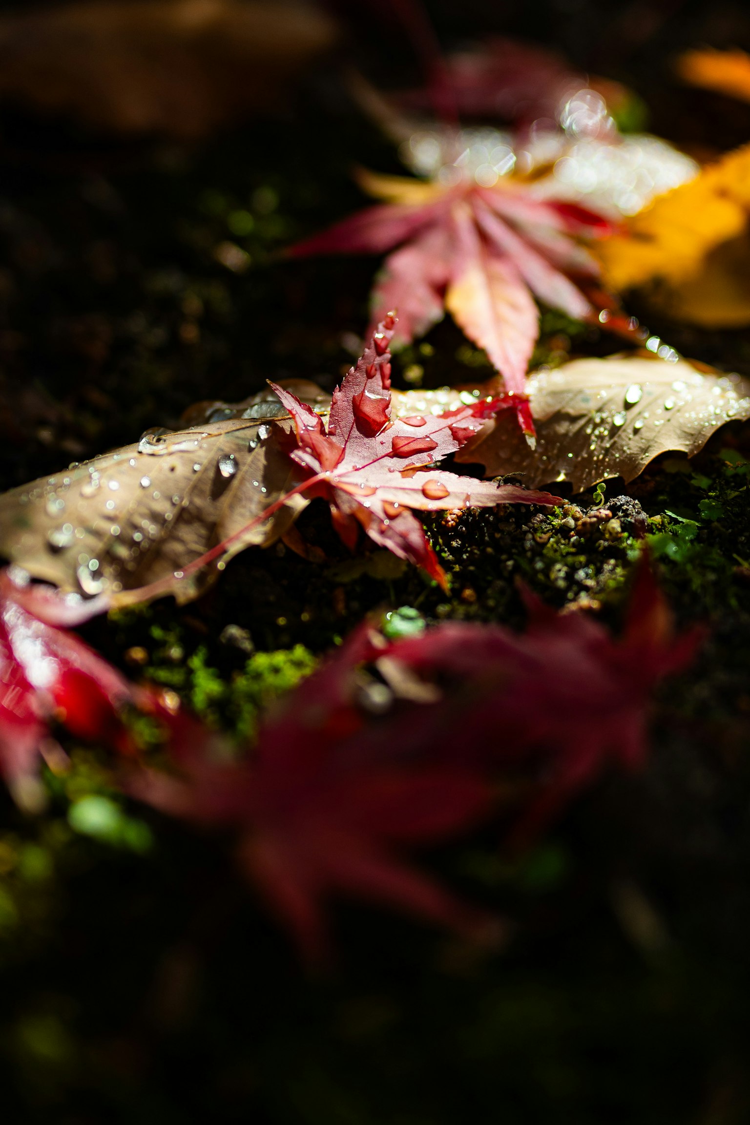 Gros plan sur des feuilles d'érable mouillées éparpillées sur le sol