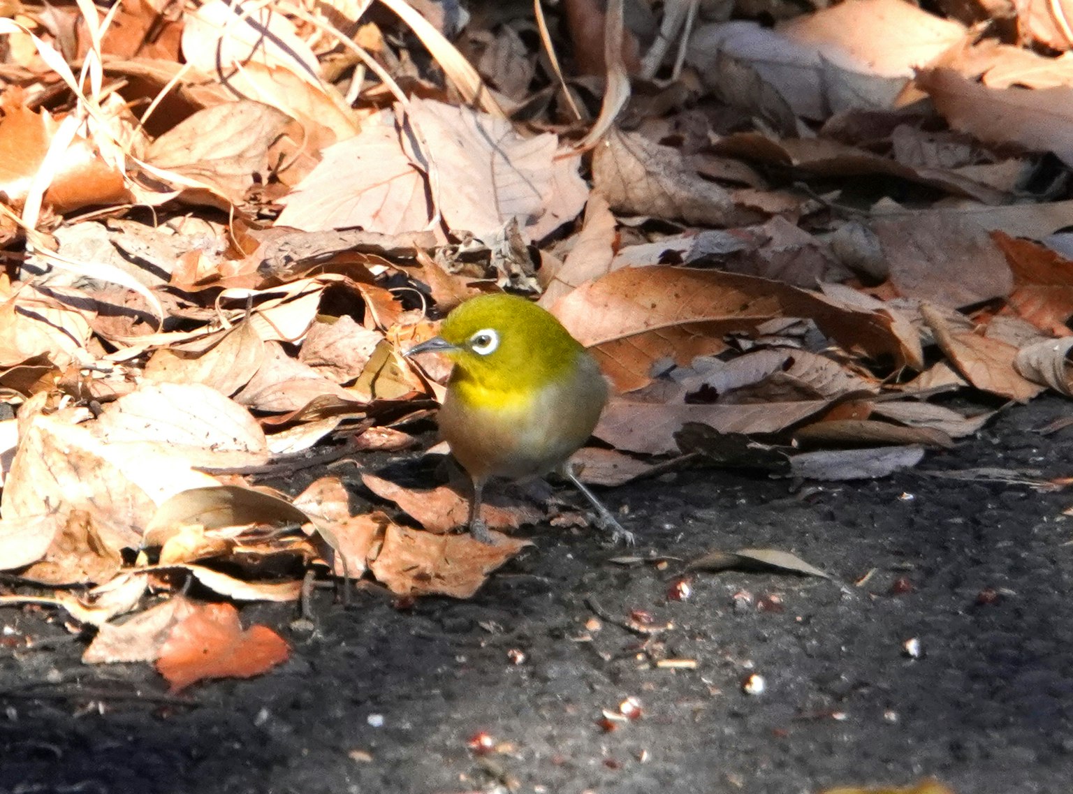 Piccolo uccello giallo noto come occhio bianco giapponese su foglie cadute