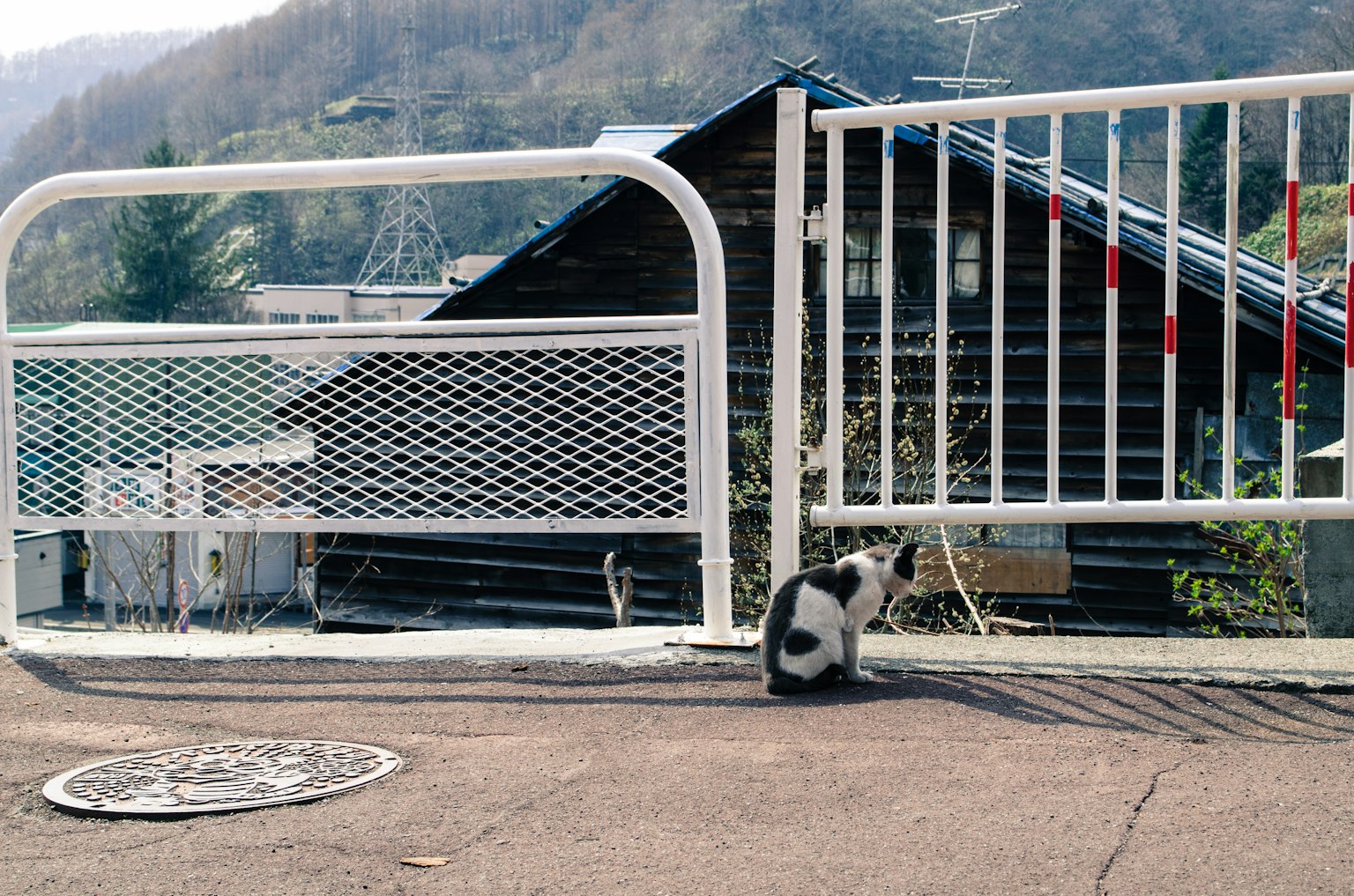 Chat noir et blanc assis devant une porte blanche avec une vue sur la montagne