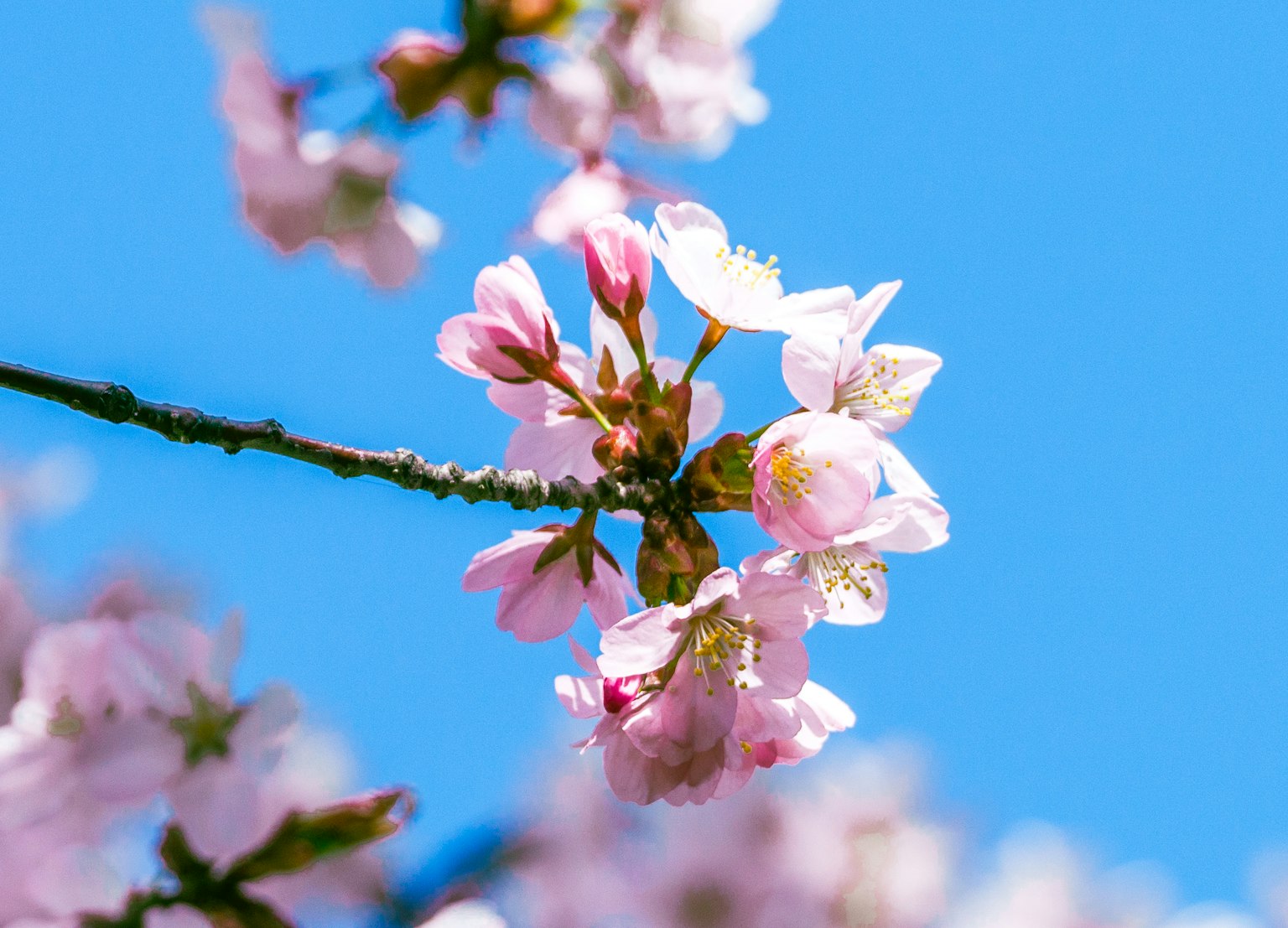 Close-up bunga sakura dengan latar belakang langit biru