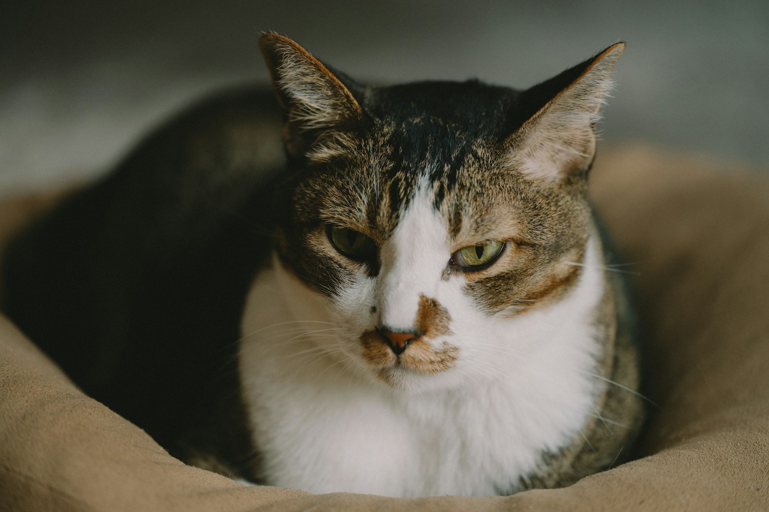 一只安静的猫在垫子上休息，具有显著特征
