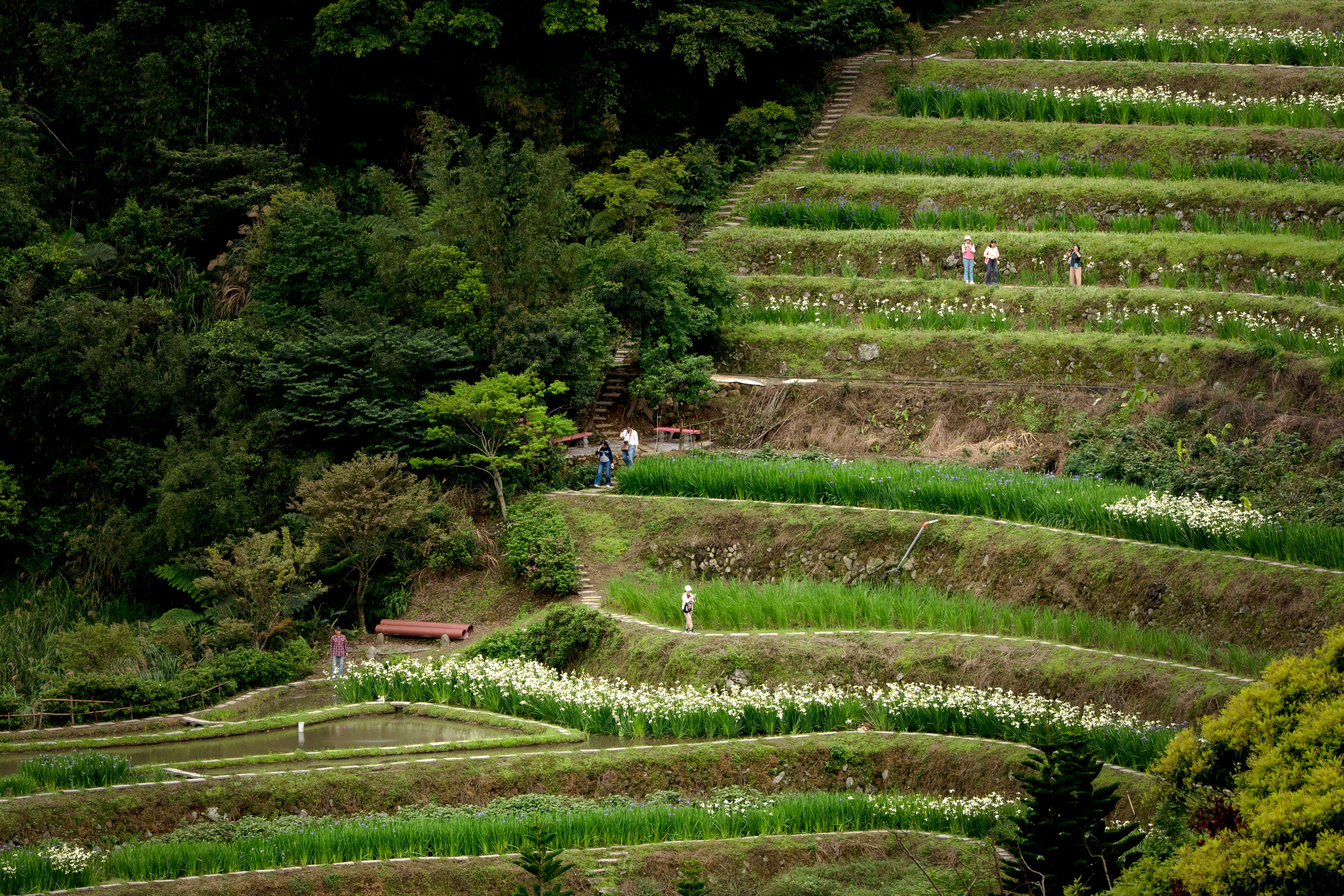 美しい棚田が広がる風景 緑の稲と白い花が咲く田んぼが特徴