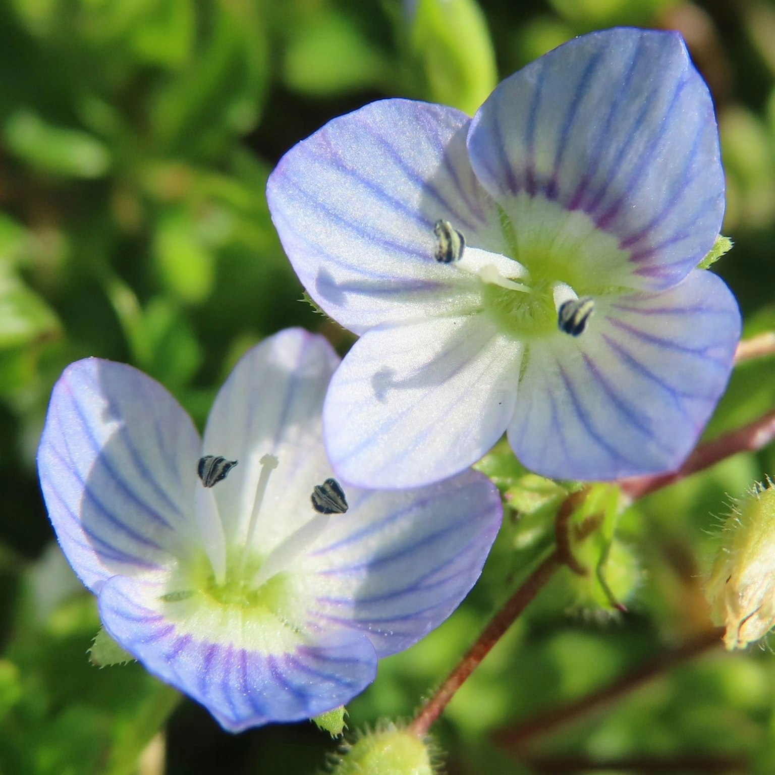 Two small flowers with pale blue petals and a green center