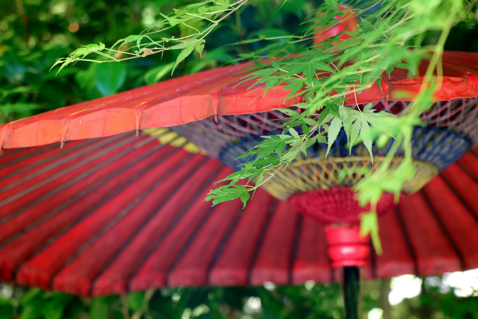 Roter japanischer Regenschirm teilweise von grünen Blättern bedeckt