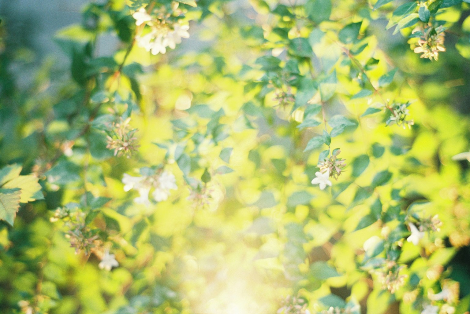 Foglie verdi lussureggianti con delicati fiori bianchi illuminati da una luce soffusa